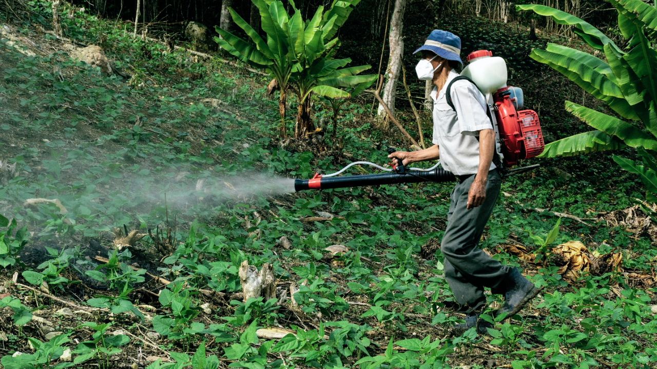 Engineered bacteria protect honey bee health