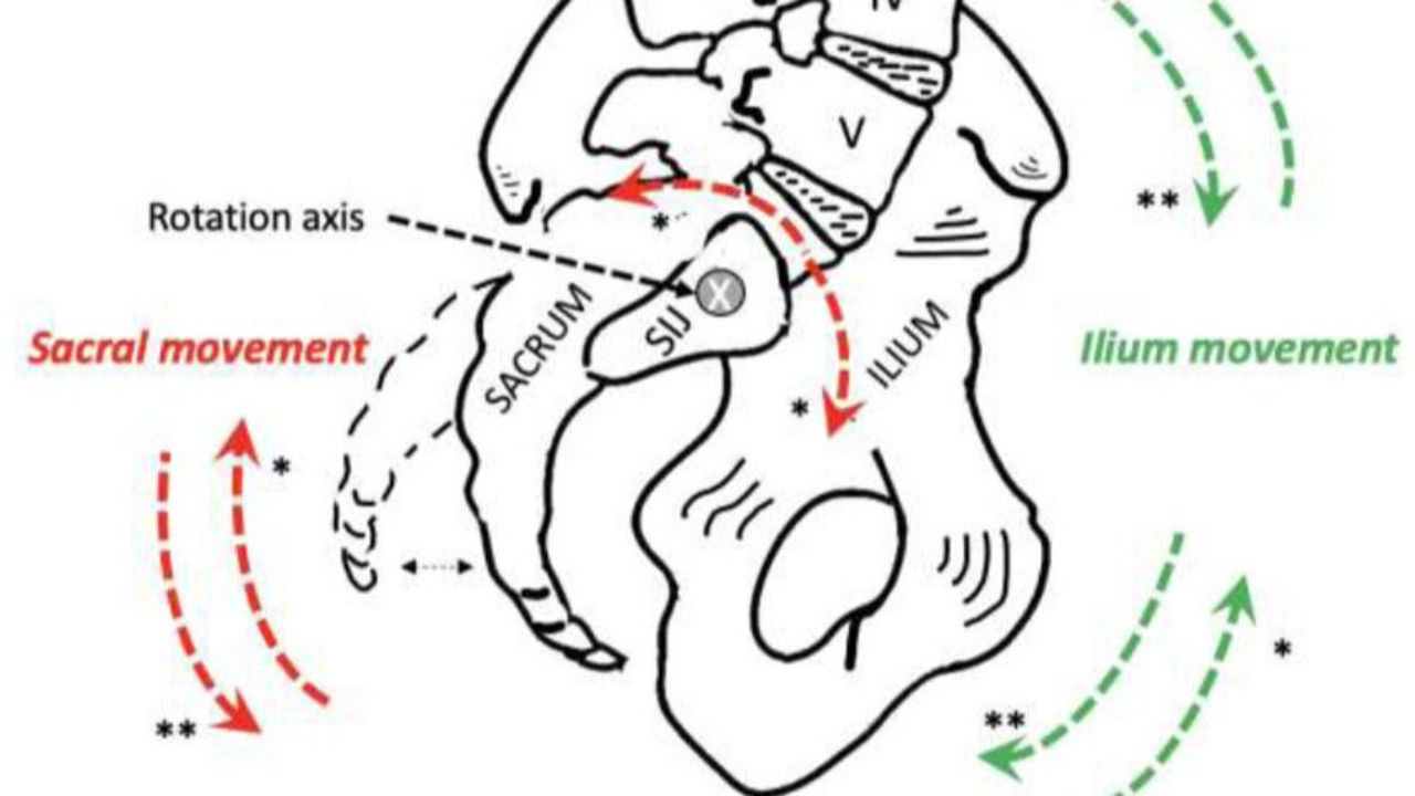 nutacja kontrunutacja kości krzyżowej