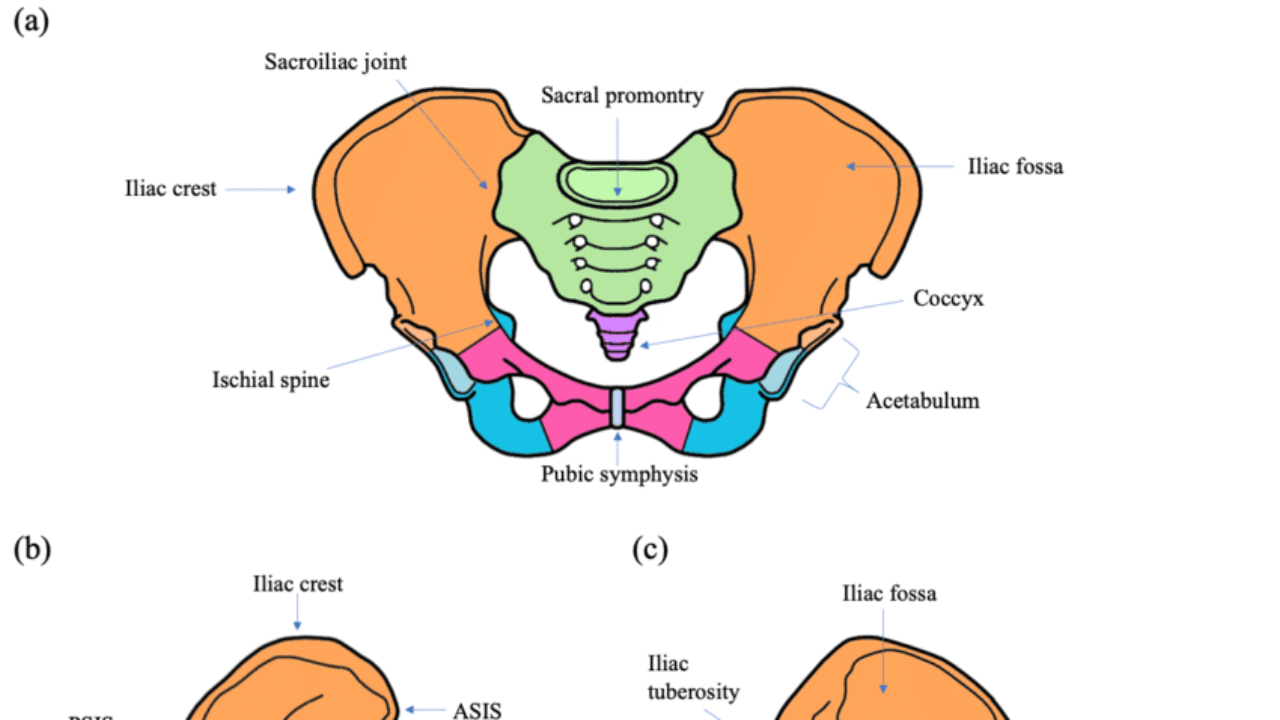 asis anatomia miednicy ustawienie a ból biodra