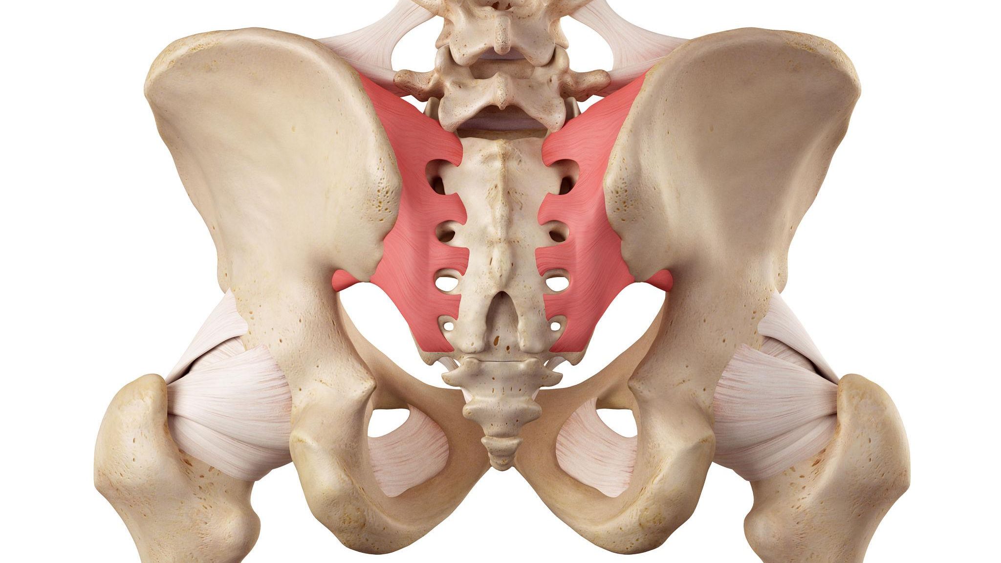 staw krzyżowo biodrowy anatomia SI joint kość krzyżowa biodrowa