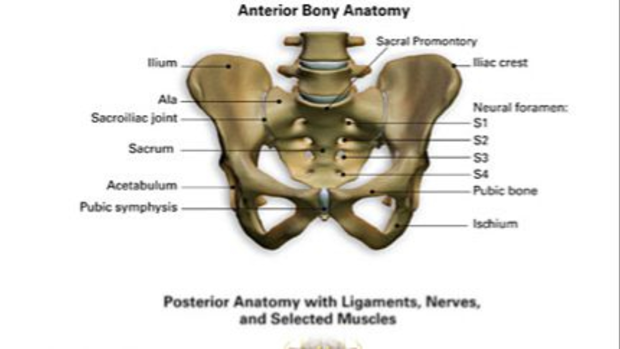 lokalizacja stawu SI w miednicy
