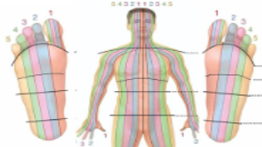 Reflexology Explained