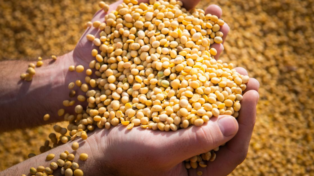 Hands with harvest of nuts