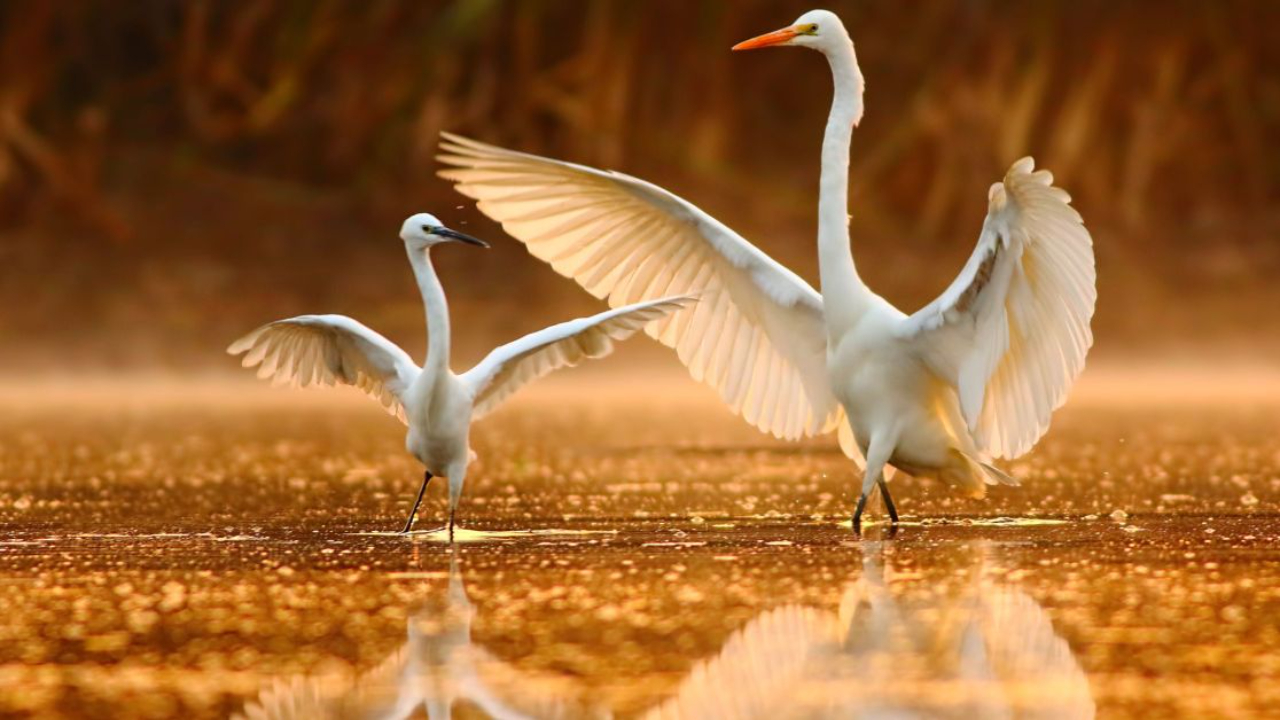 Snowy egret mom and baby dance