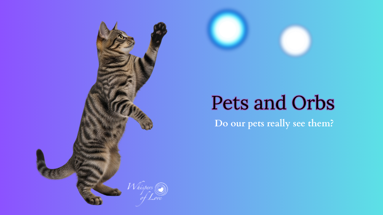 gray tabby cat on two legs pawing at 2 orbs