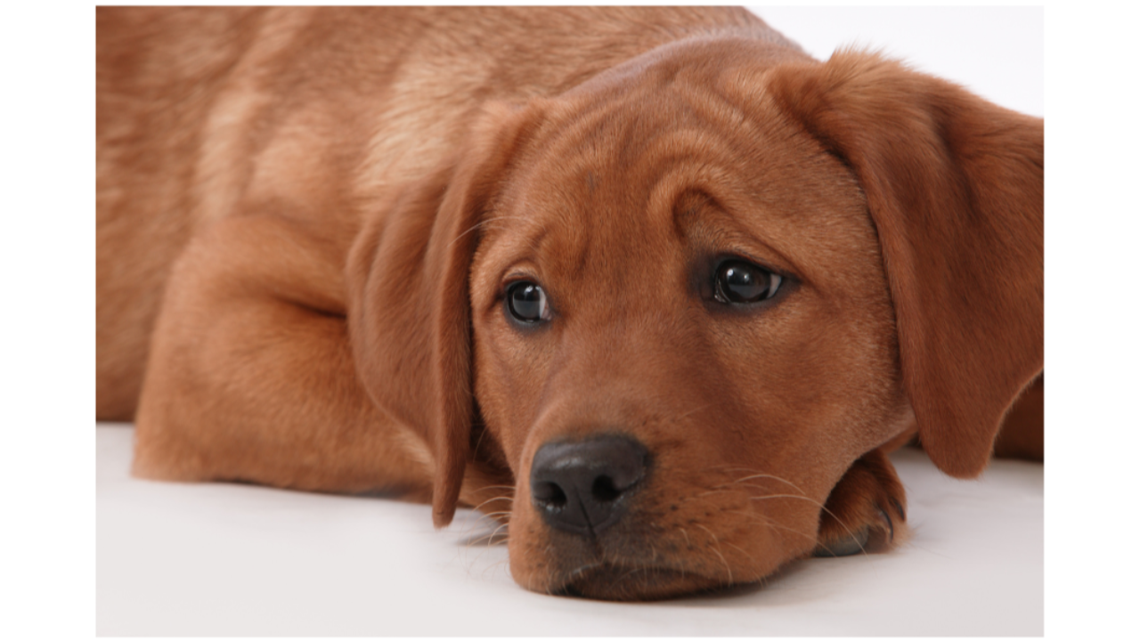 sad brown dog