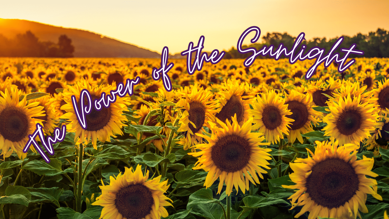 Embrace the Summer Sun: A Journey of Growth and Discovery in the Garden