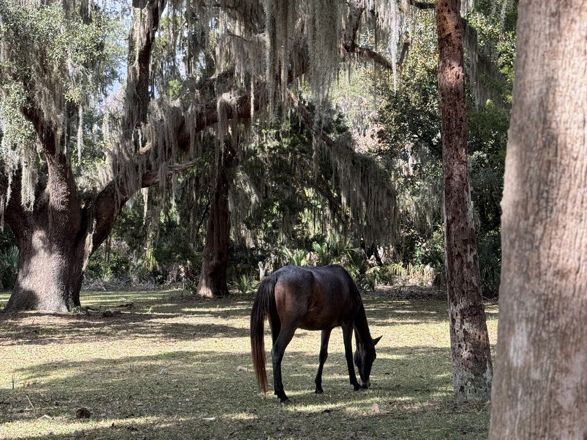 Wild horse grazing under live oaks draped in Spanish moss on Cumberland Island