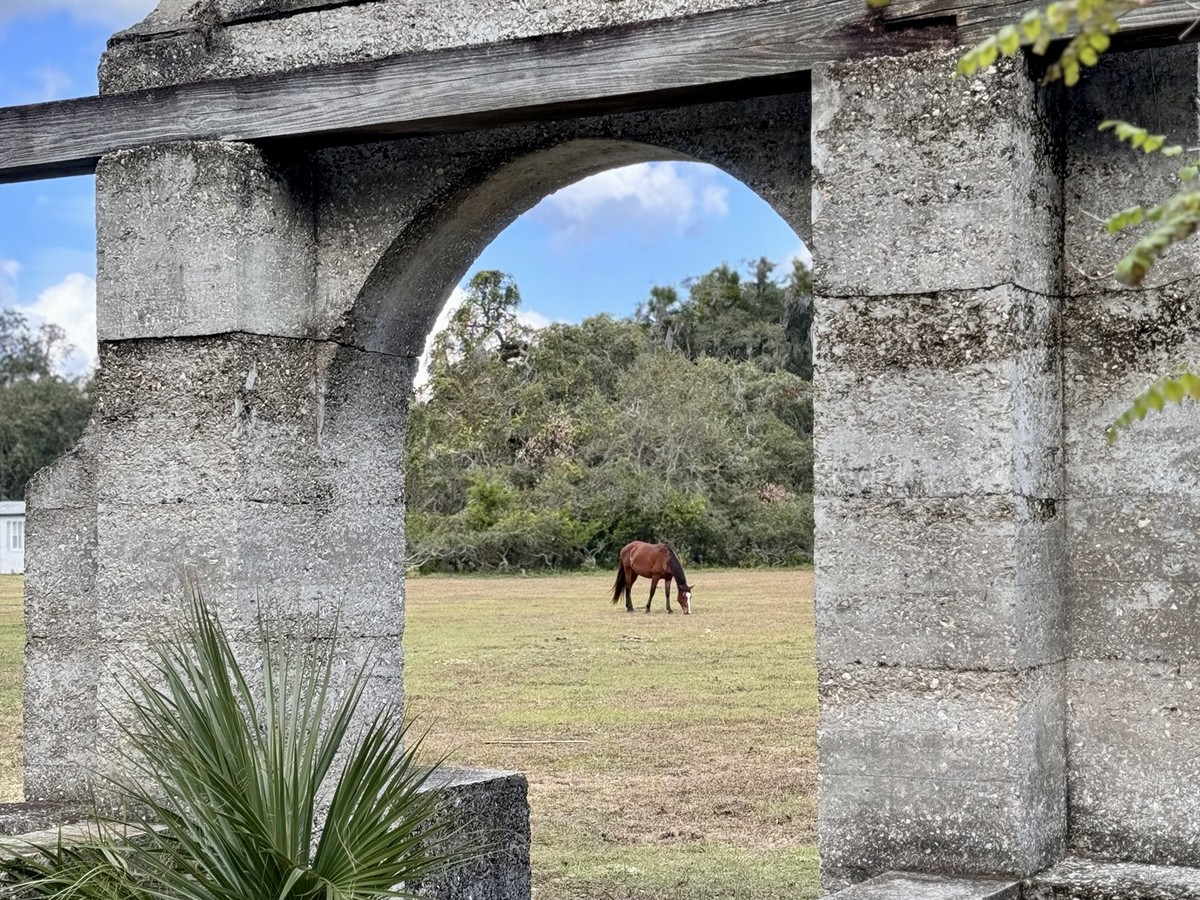 Wild horse framed by a stone archway at the Dungeness ruins on Cumberland Island