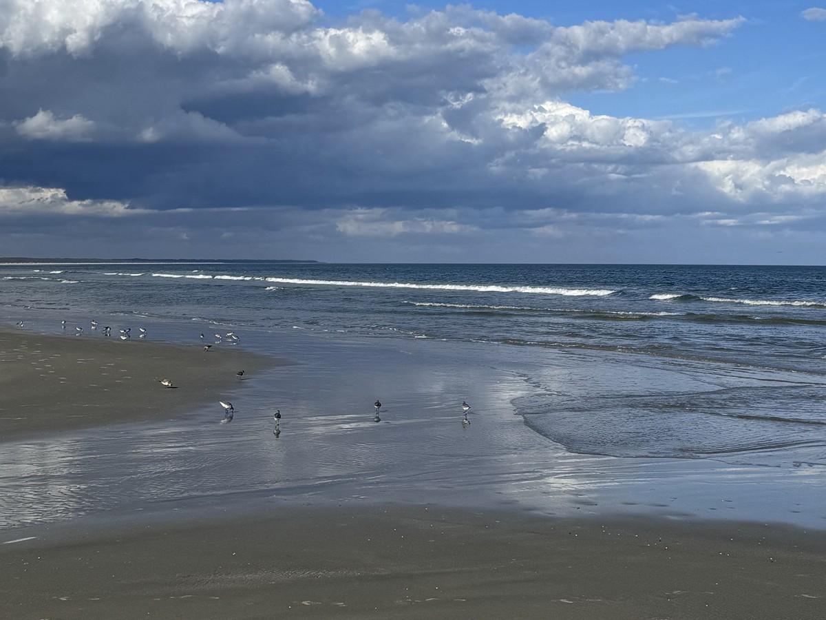 Wide empty beach and shorebirds on the Cumberland Island shoreline