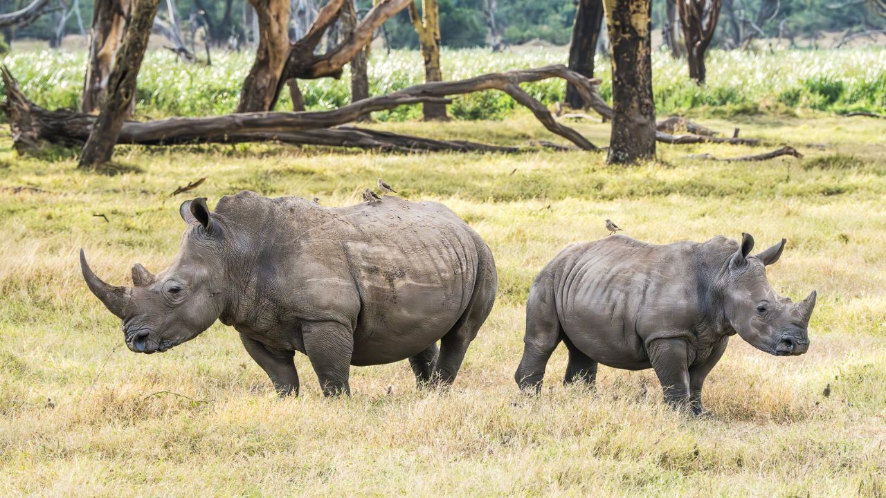 two rhinos at Solio Ranch in Kenya