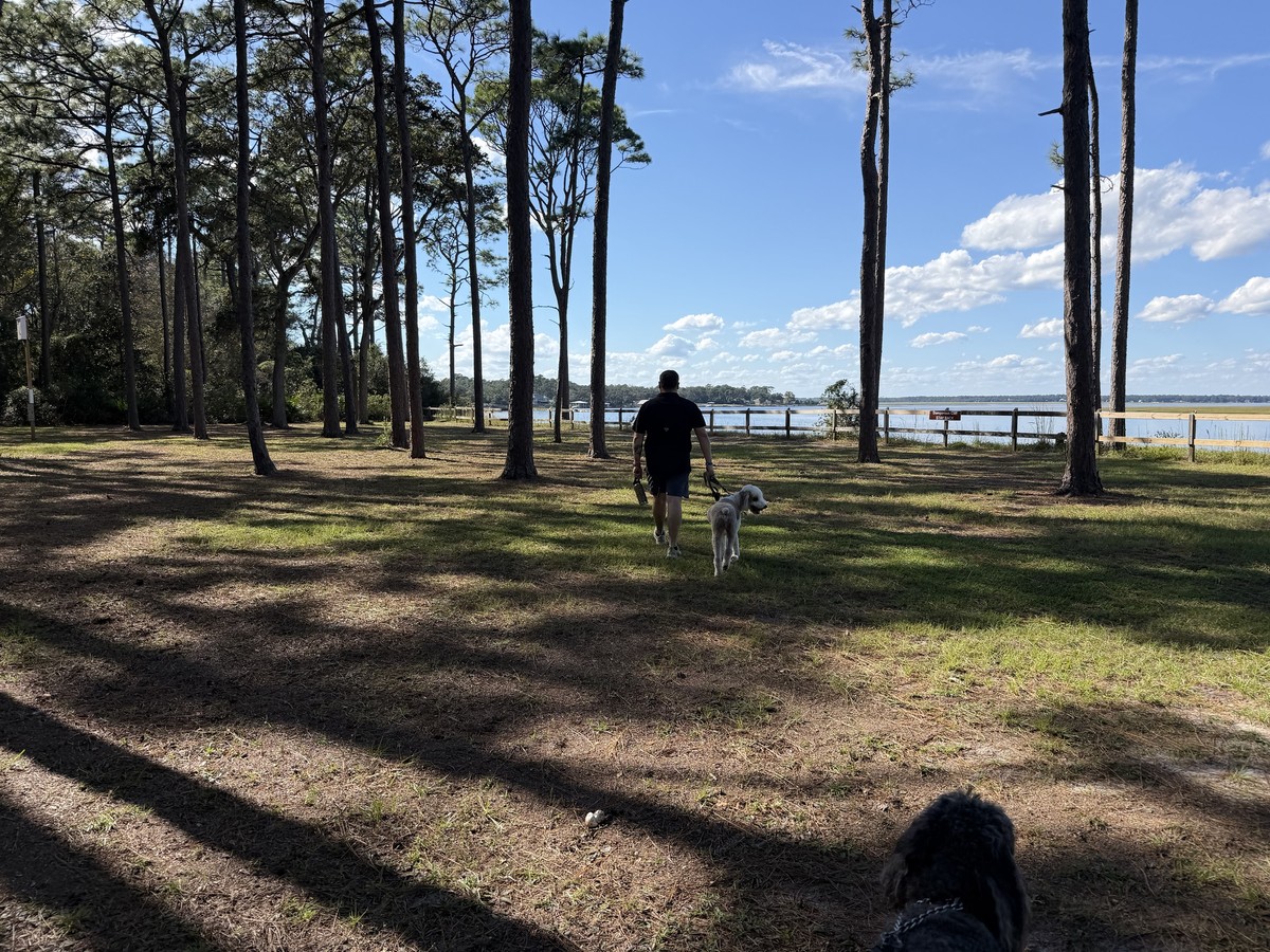 Walking a doodle under tall pines toward the river at Crooked River State Park