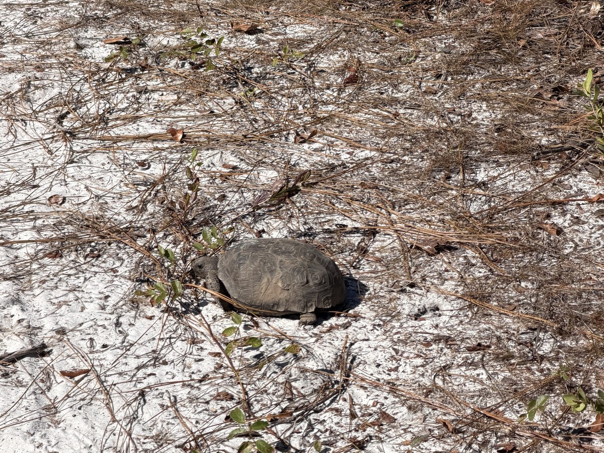 Gopher tortoise crossing a sandy trail at Crooked River State Park, Georgia