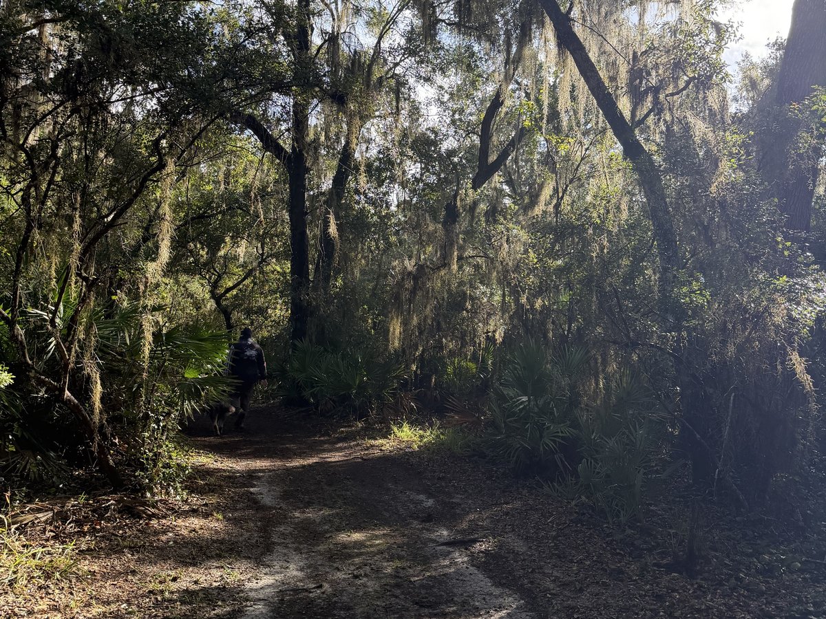 Live oaks and Spanish moss over the trail at Faver-Dykes State Park