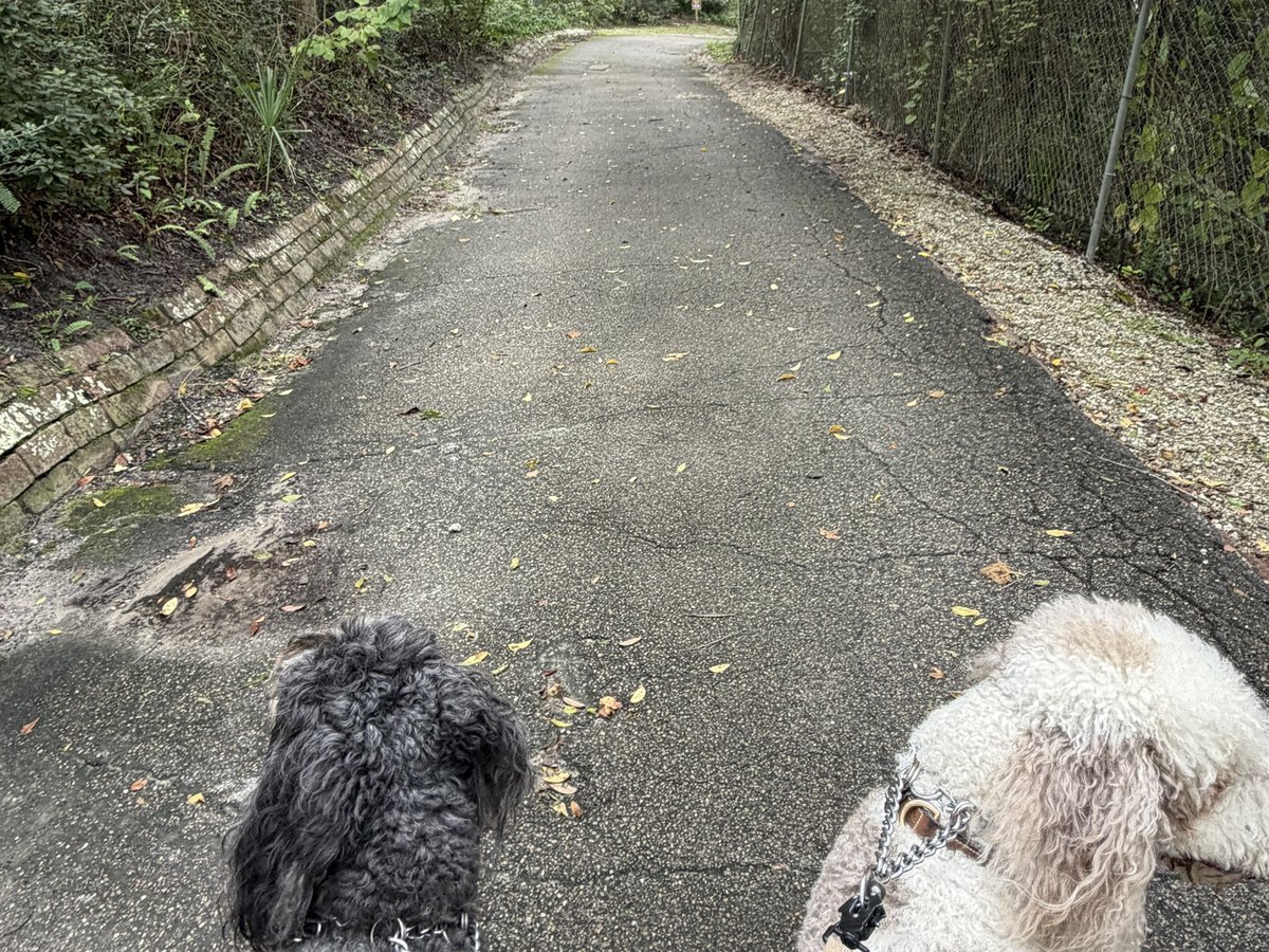 Two doodles walking the paved loop at Ravine Gardens State Park in Palatka