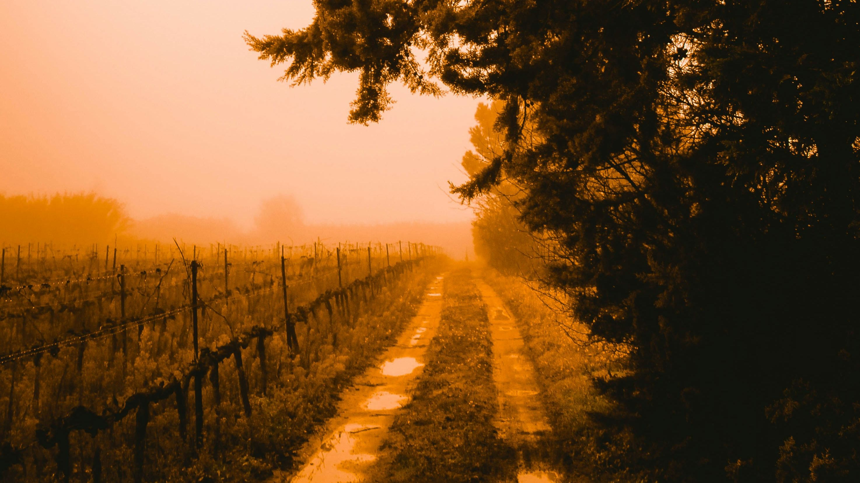  morning fog forest light