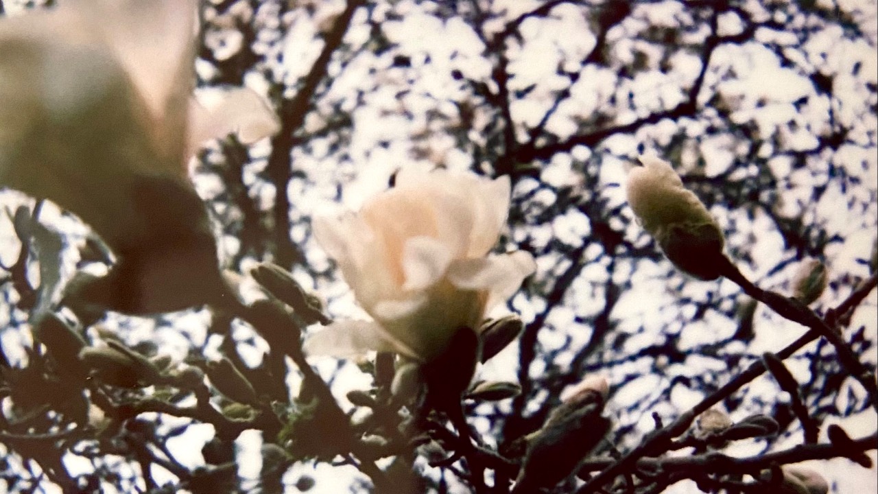 Magnolia in early spring