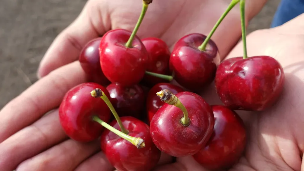 Why symptoms keep coming back when you Cherry Pick