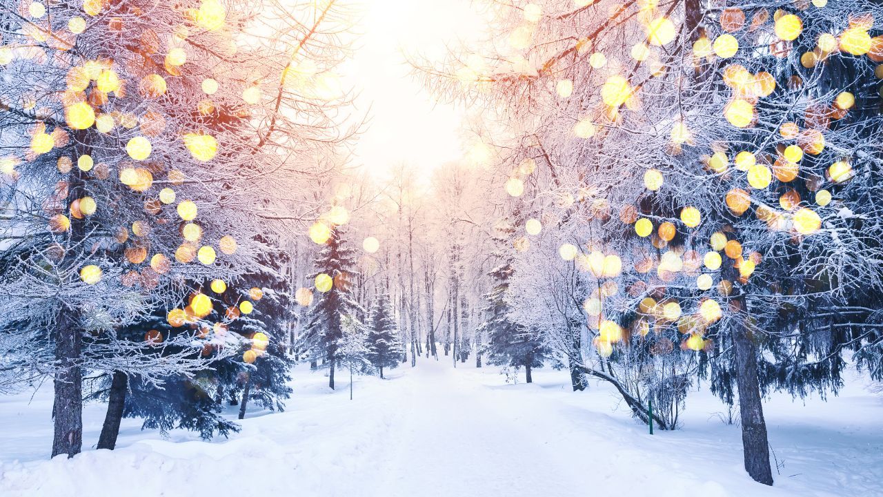 Winter fir tree christmas scene with sunlight. Fir branches covered with snow. Christmas winter blurred background with garland lights, holiday festive background.