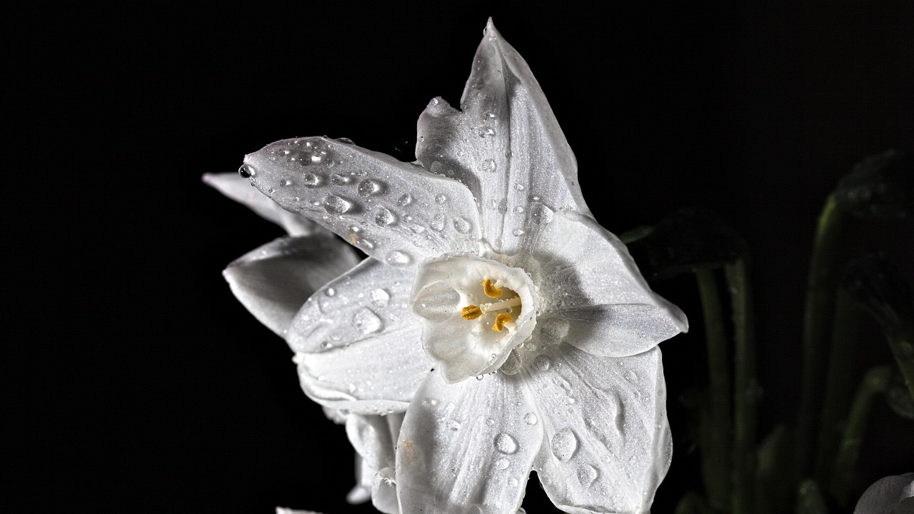 Narcissus flower in bloom