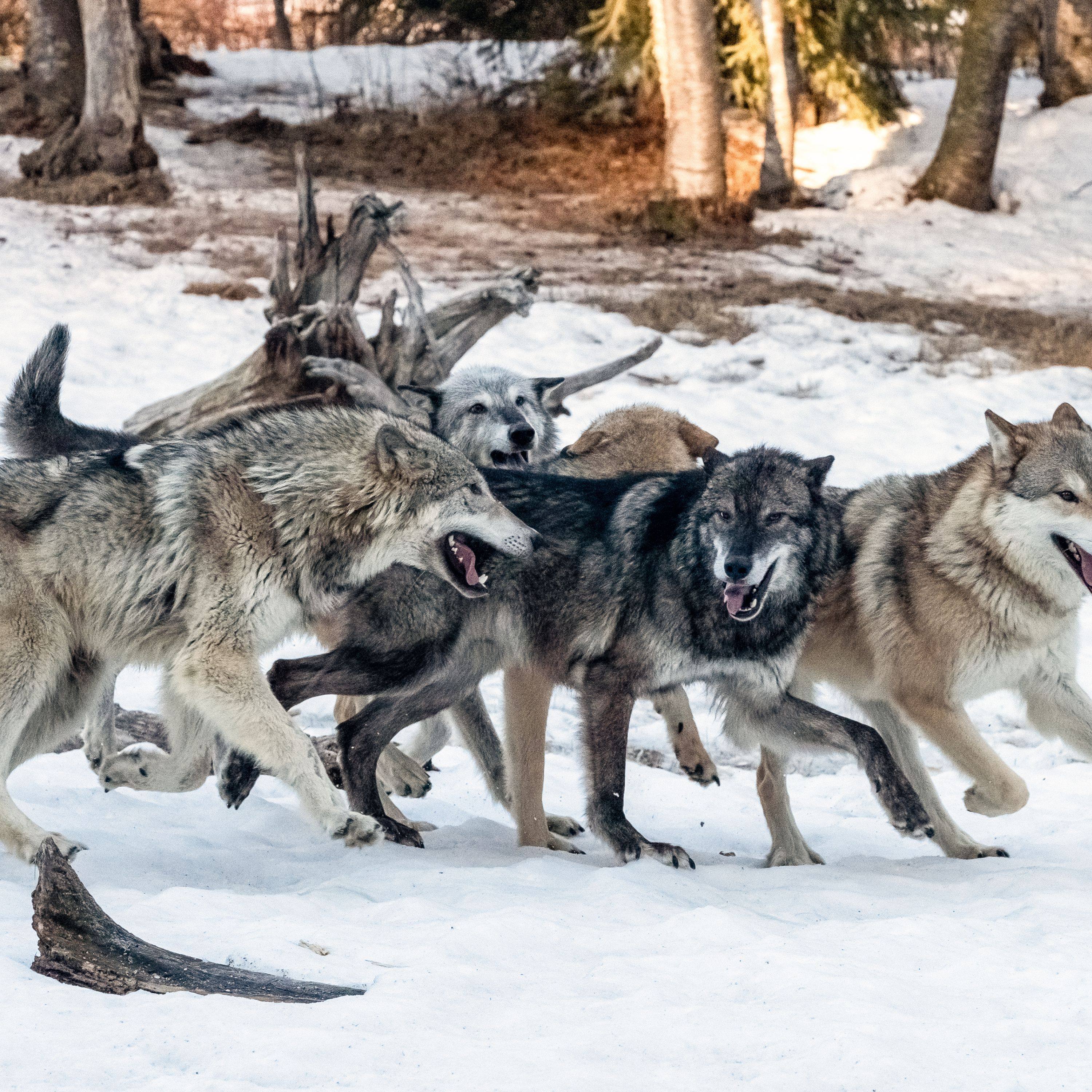 Motivational Monday - Speed Of The Leader Determines The Rate Of The Pack episode artwork