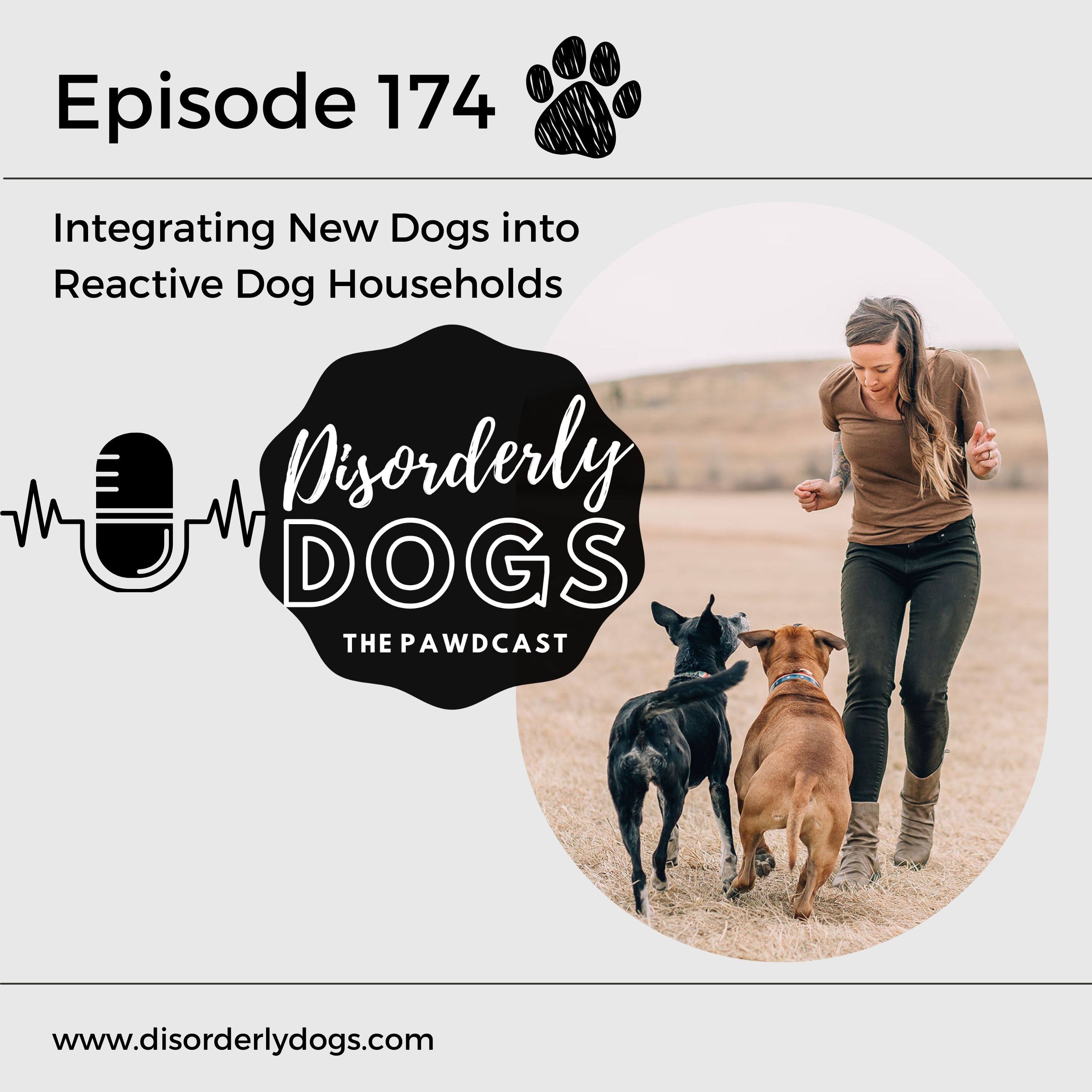 174. Integrating New Dogs into Reactive Dog Households w/ Steph Folkman episode artwork
