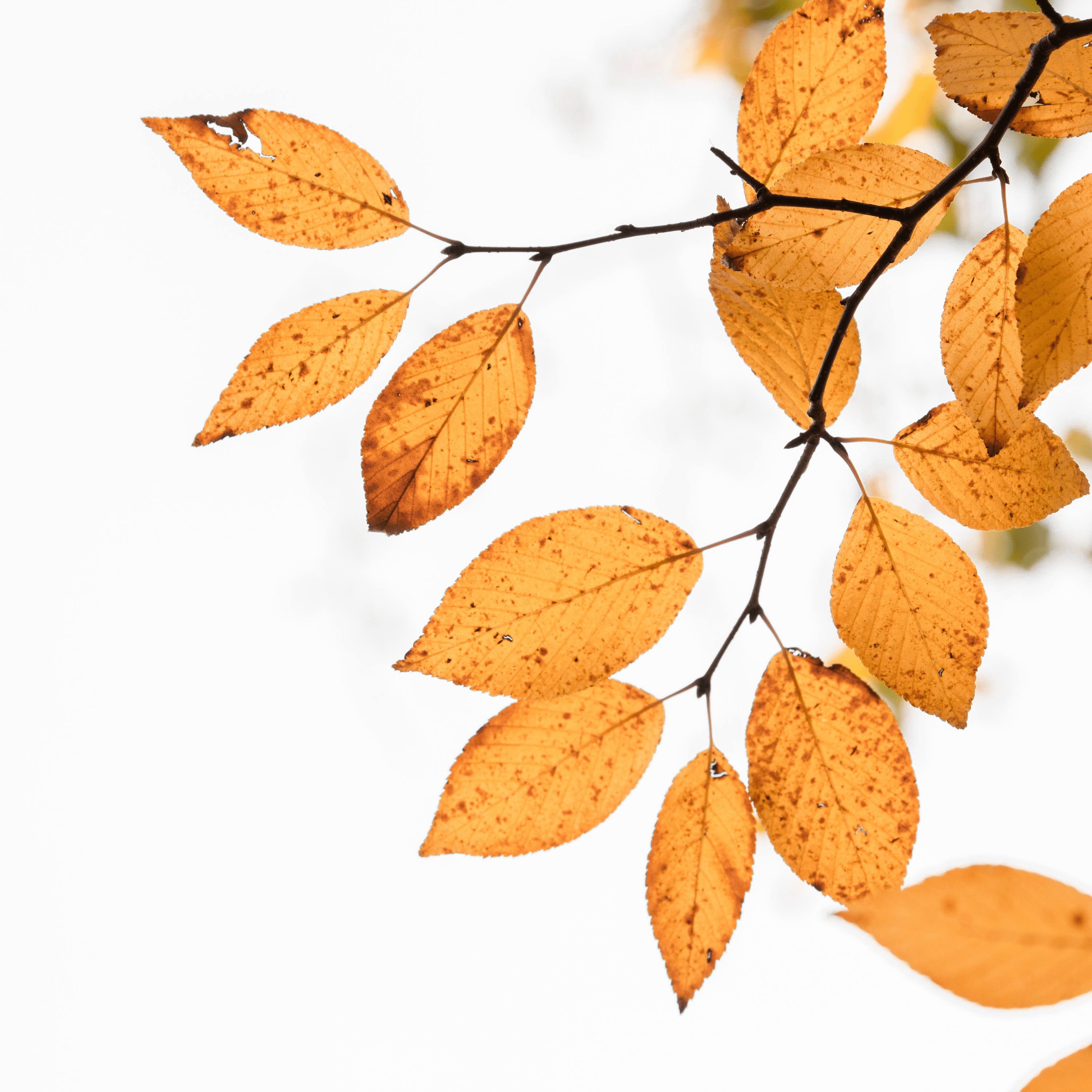 134. When Autumn Feels Extra Tough episode artwork