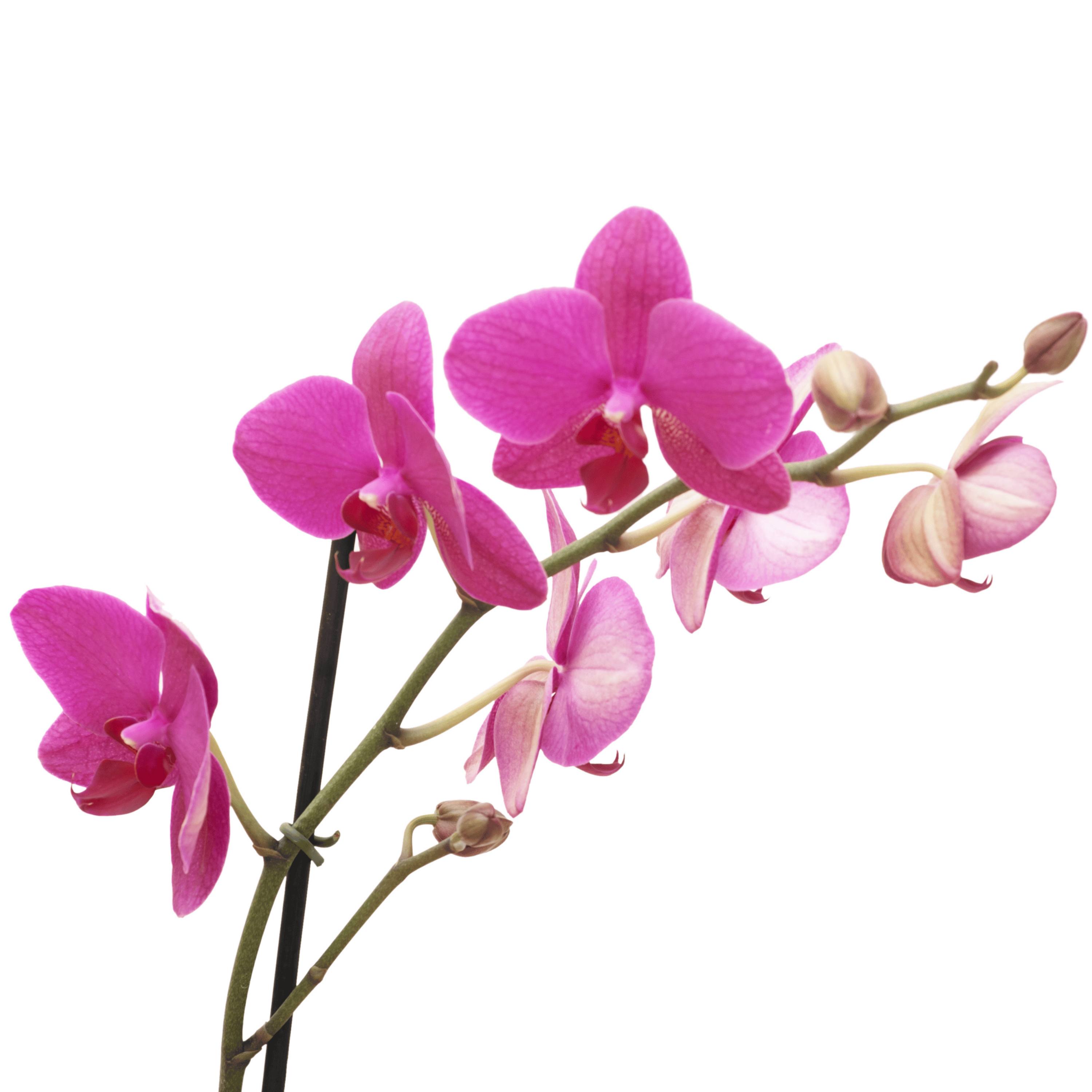 132. How to Bloom Again (when you're ready)