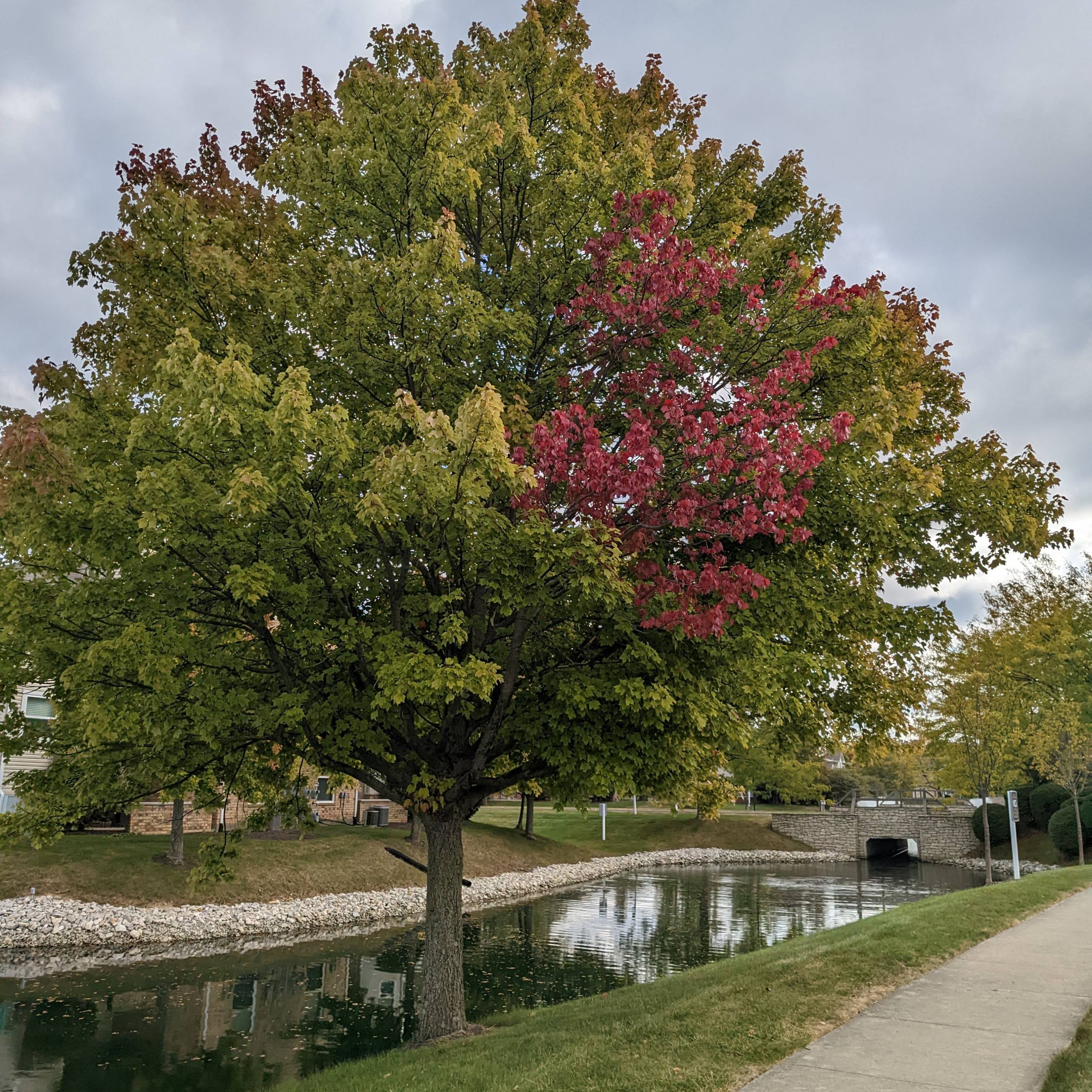 Grow in the Light Podcast