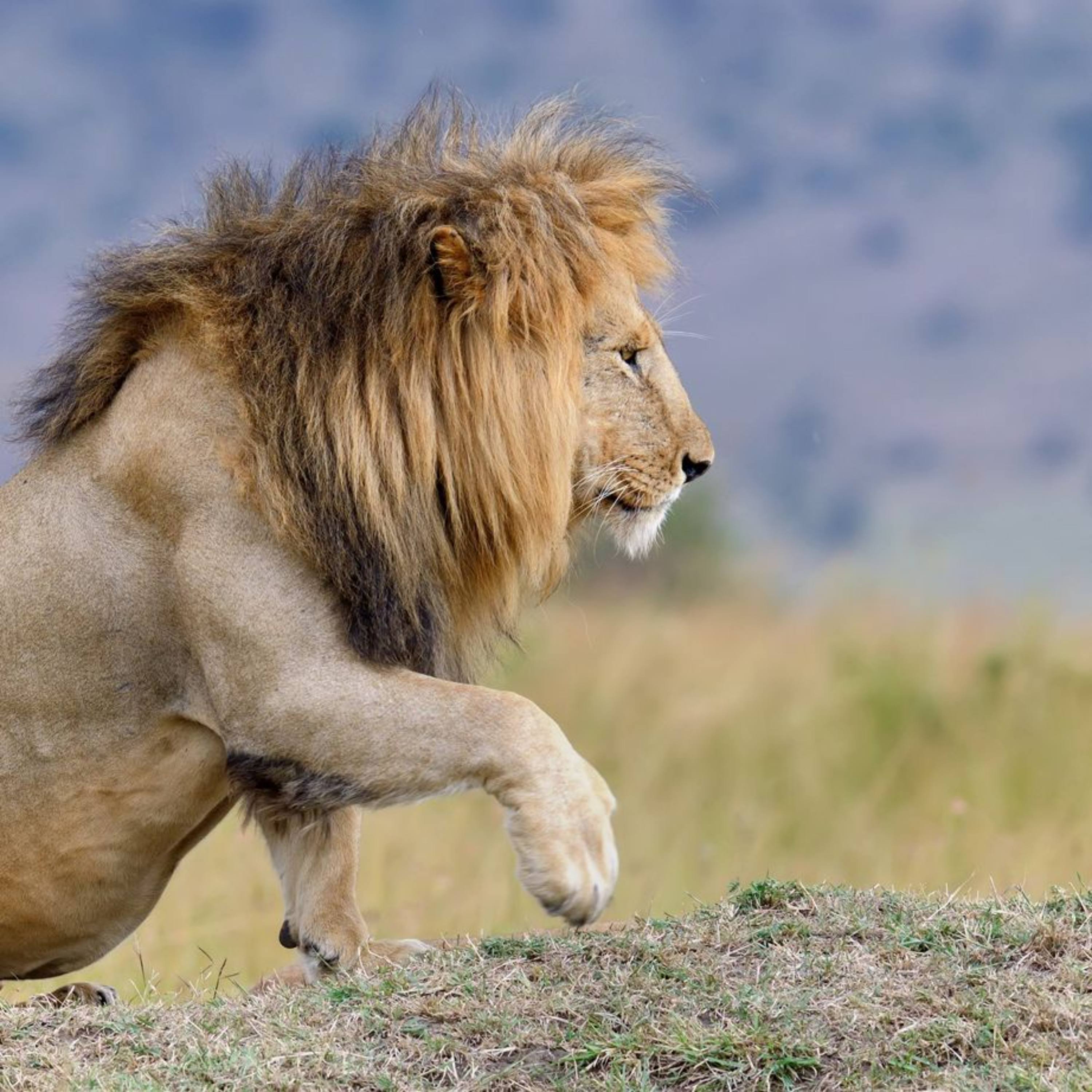 The Appraiser Coach Podcast