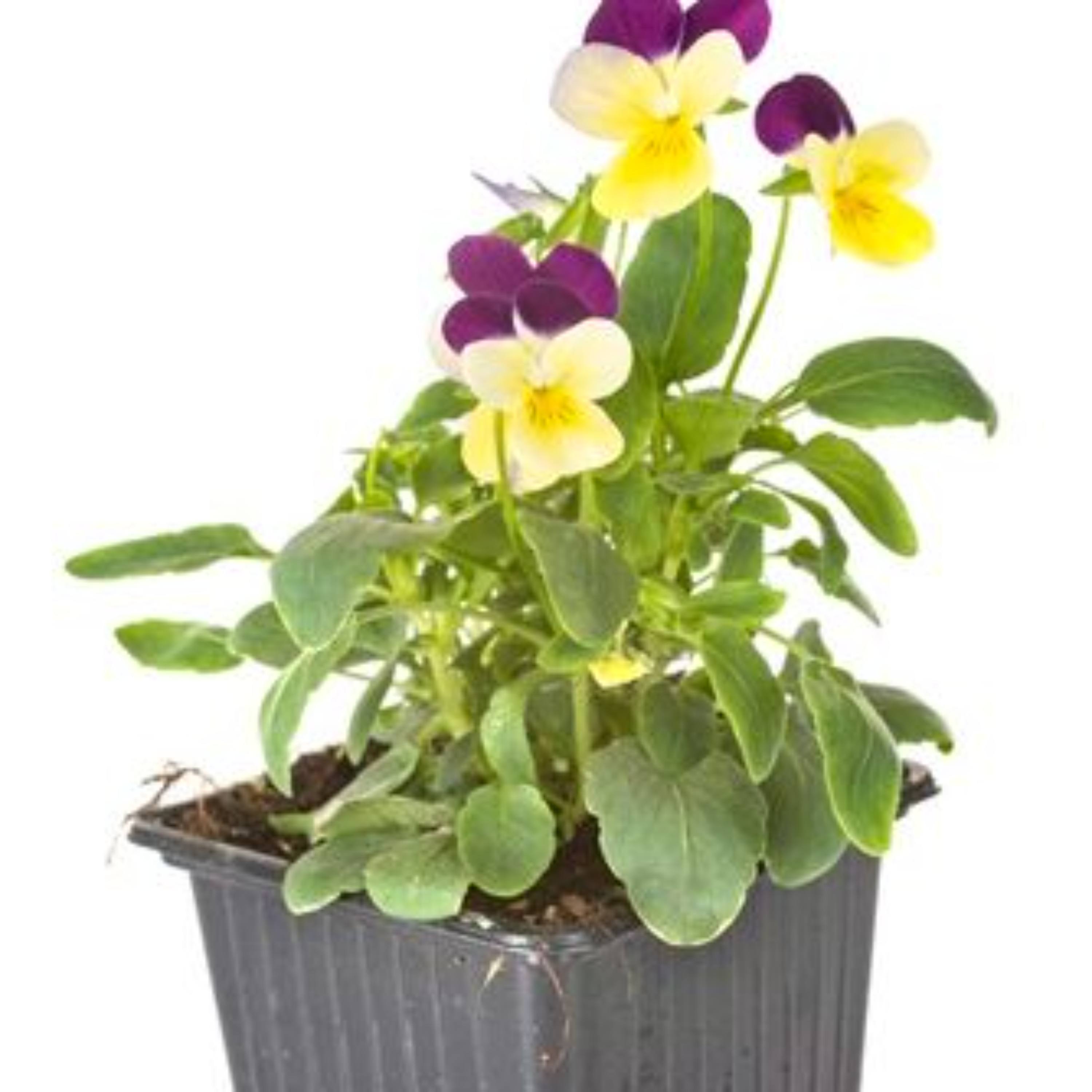 1063 Boxes are for Pansies