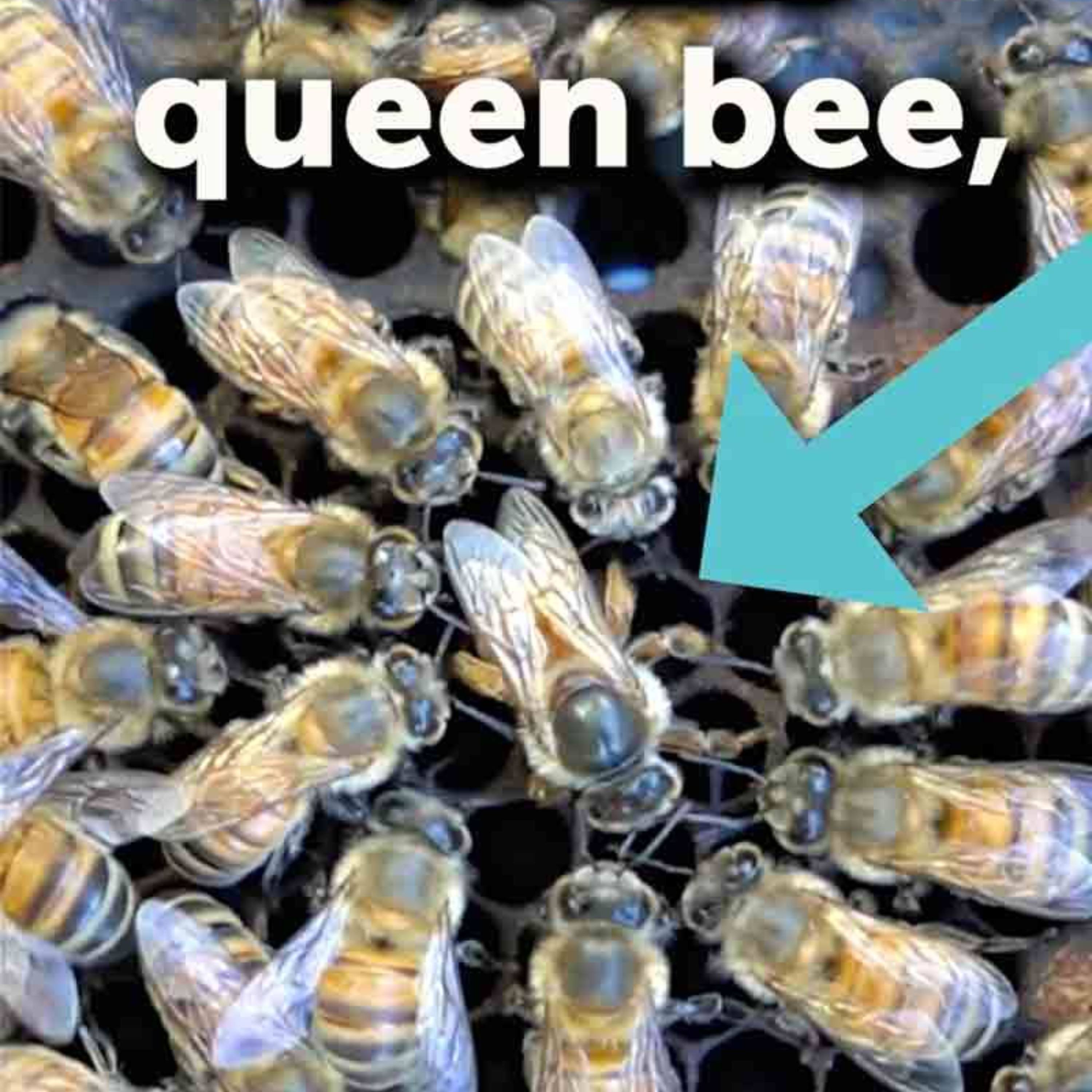 Her Majesty, the Queen Bee