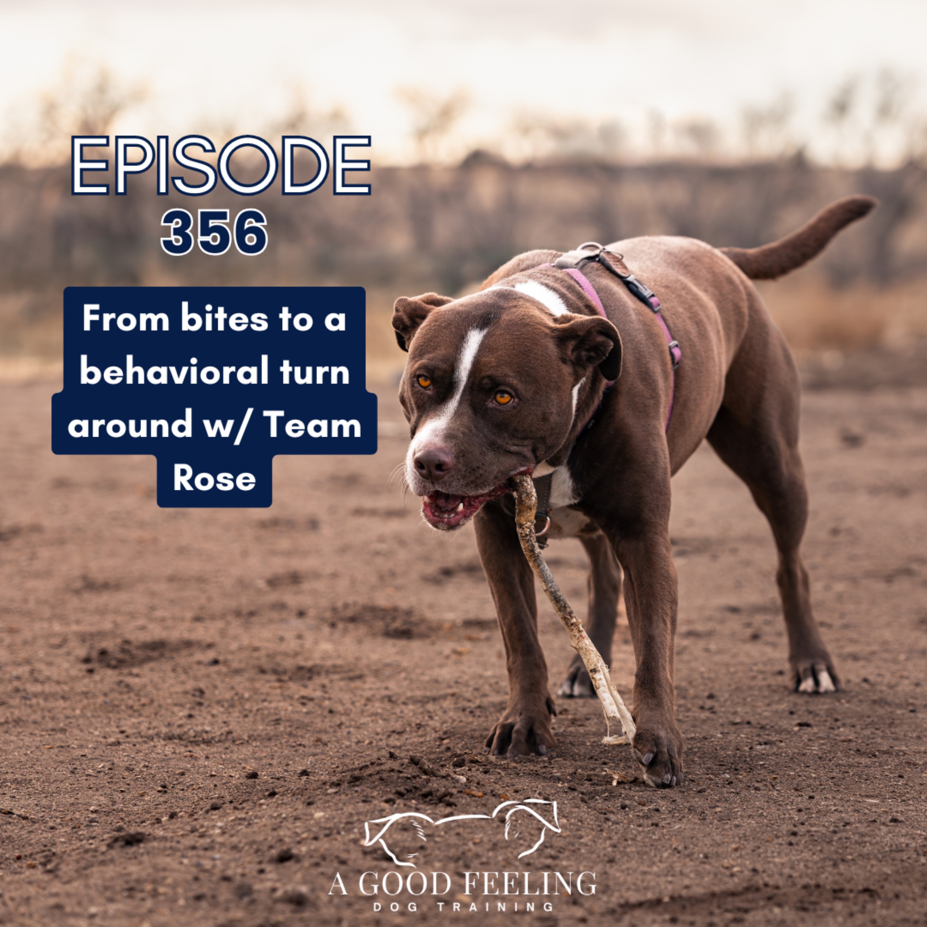 356. From Bites to a Behavioral Turn Around w/Team Rose