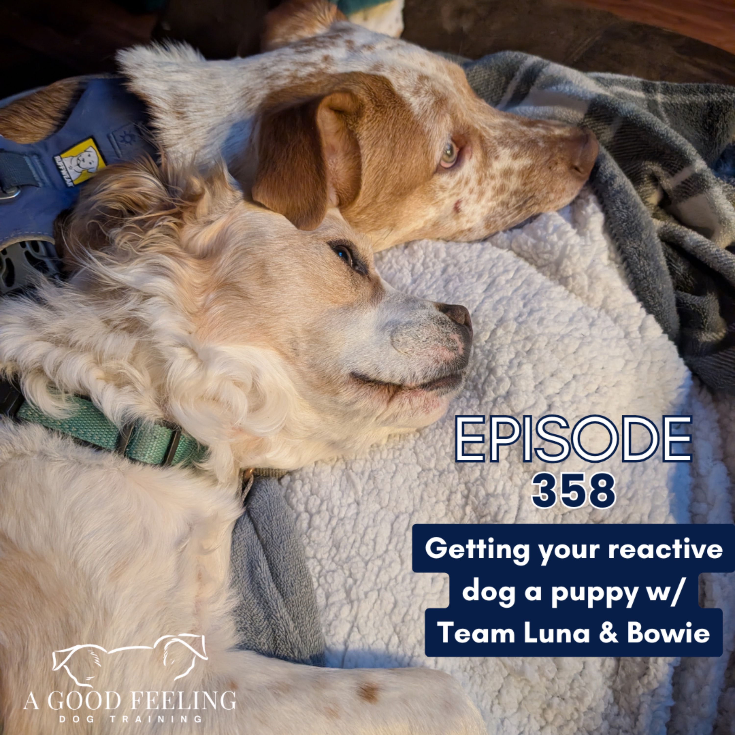 358. Getting Your Reactive Dog a Puppy w/ Team Luna & Bowie