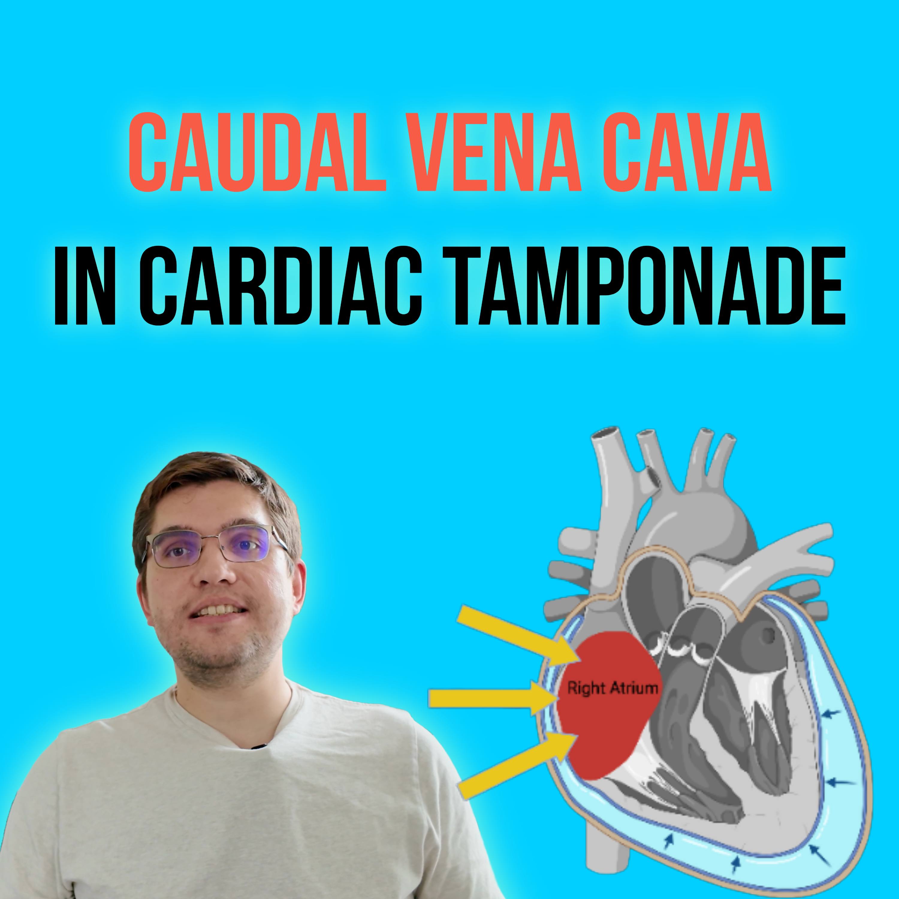 Episode 12: Caudal vena cava in dogs with cardiac tamponade episode artwork