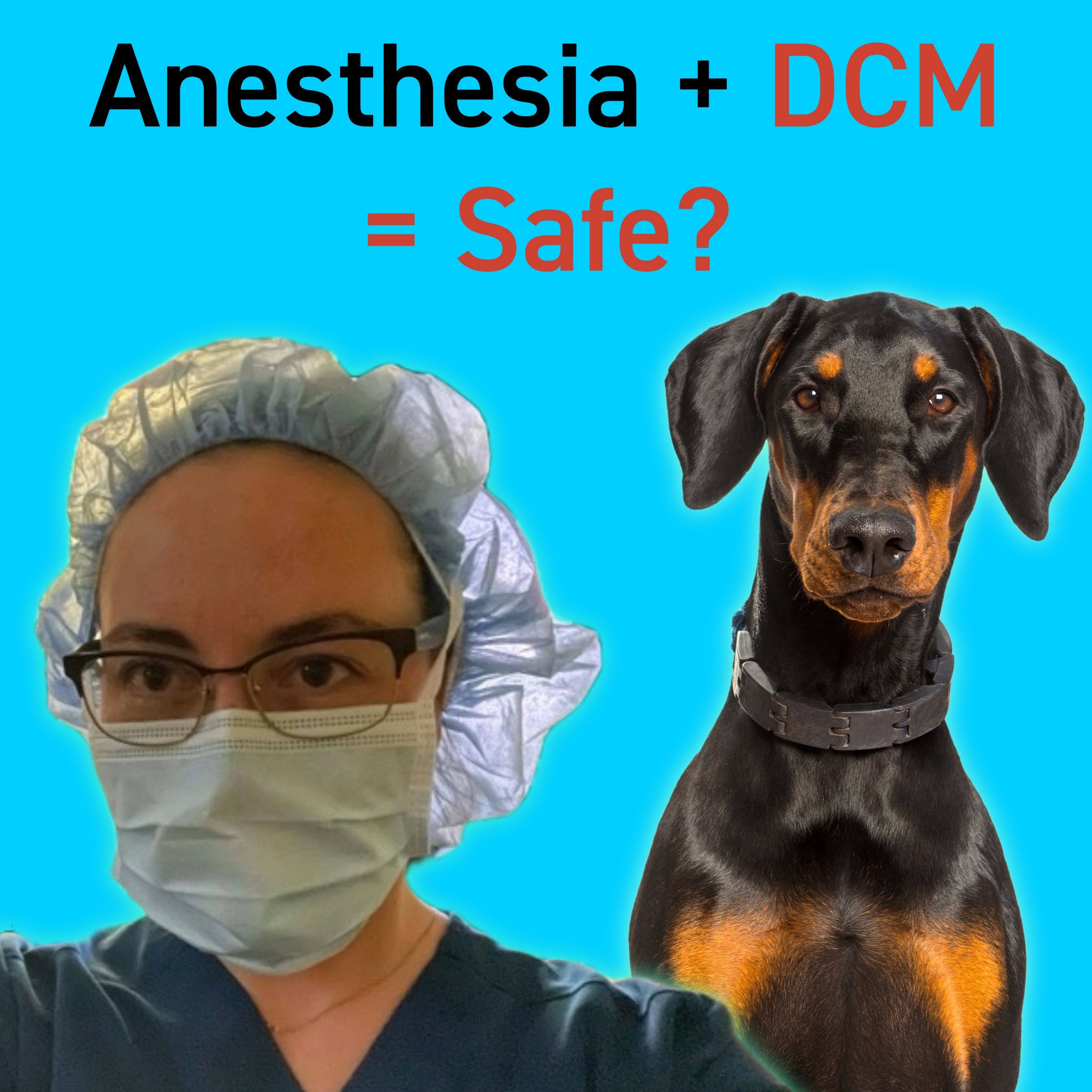 Episode 6: Can Dogs with DCM Safely Undergo Anesthesia? episode artwork