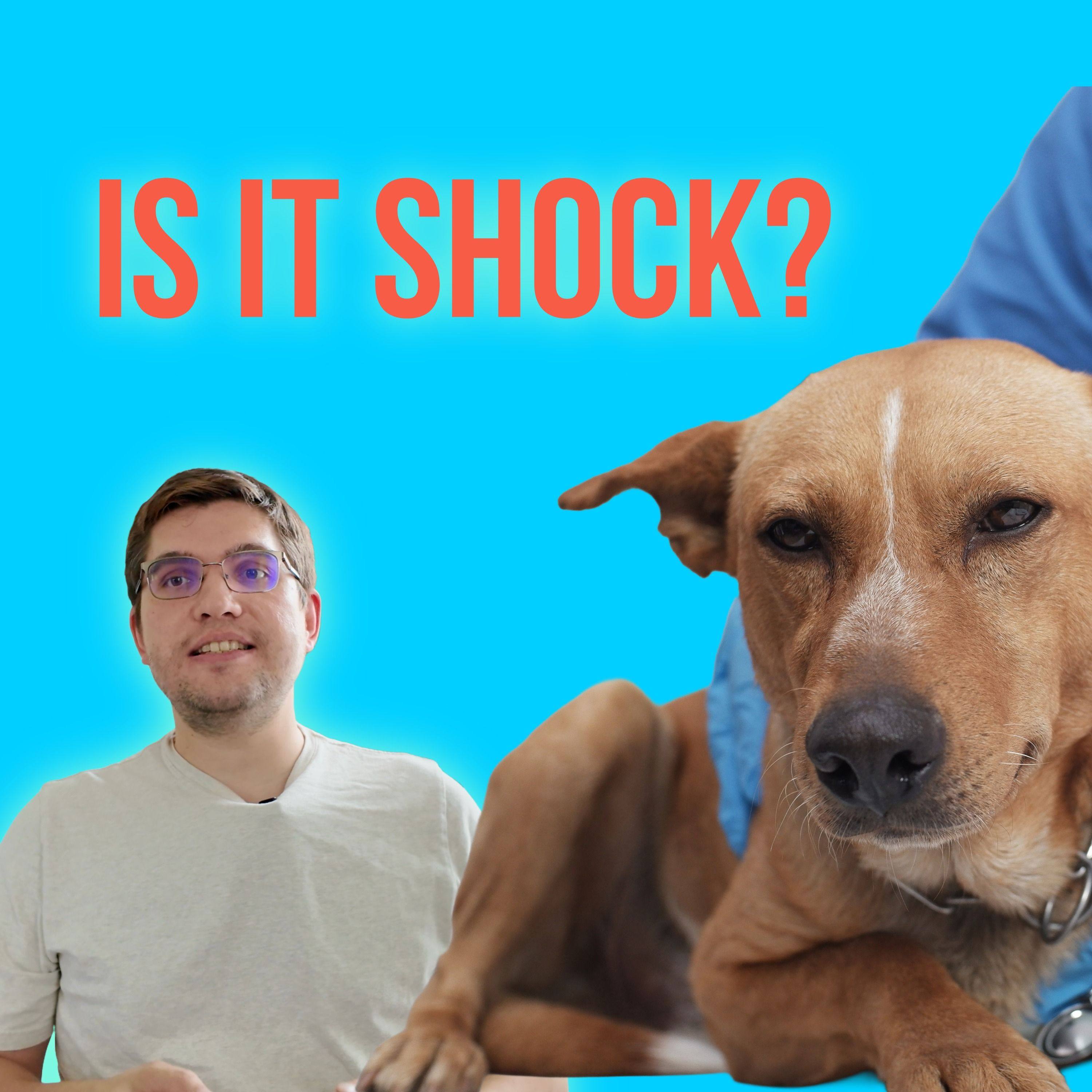 Episode 13: Diagnosis of shock in dogs and cats episode artwork