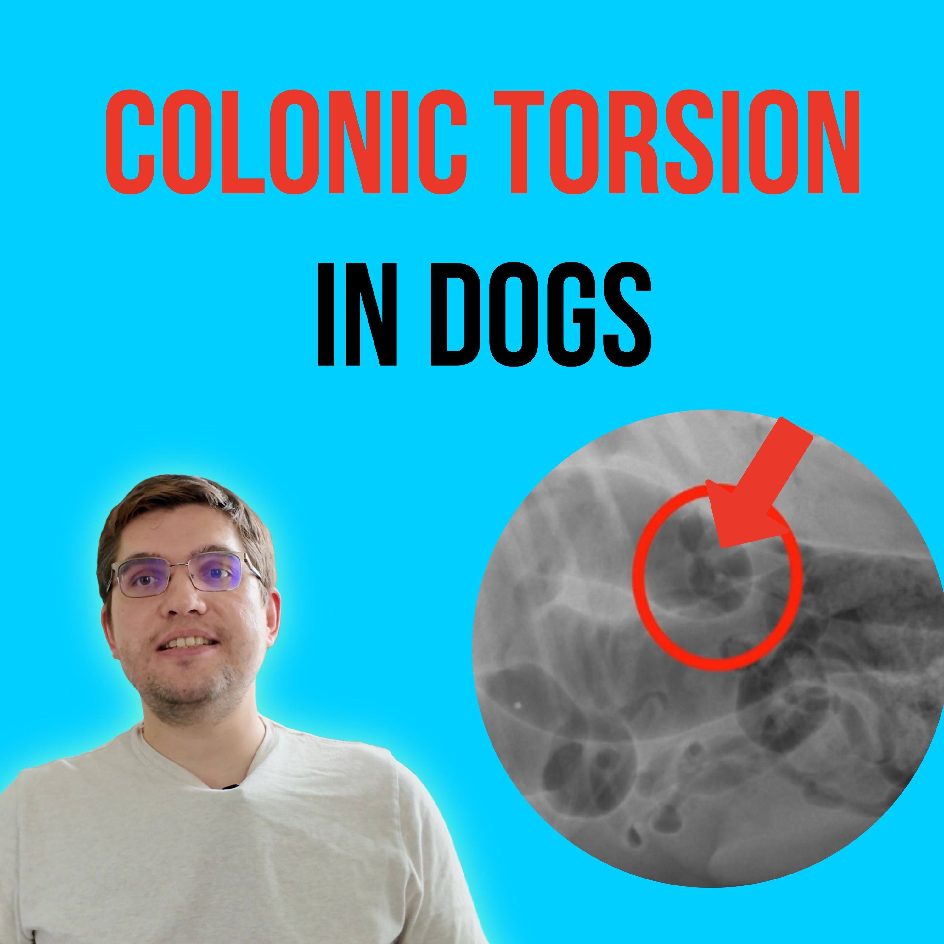 Episode 10: Colonic torsion in dogs episode artwork