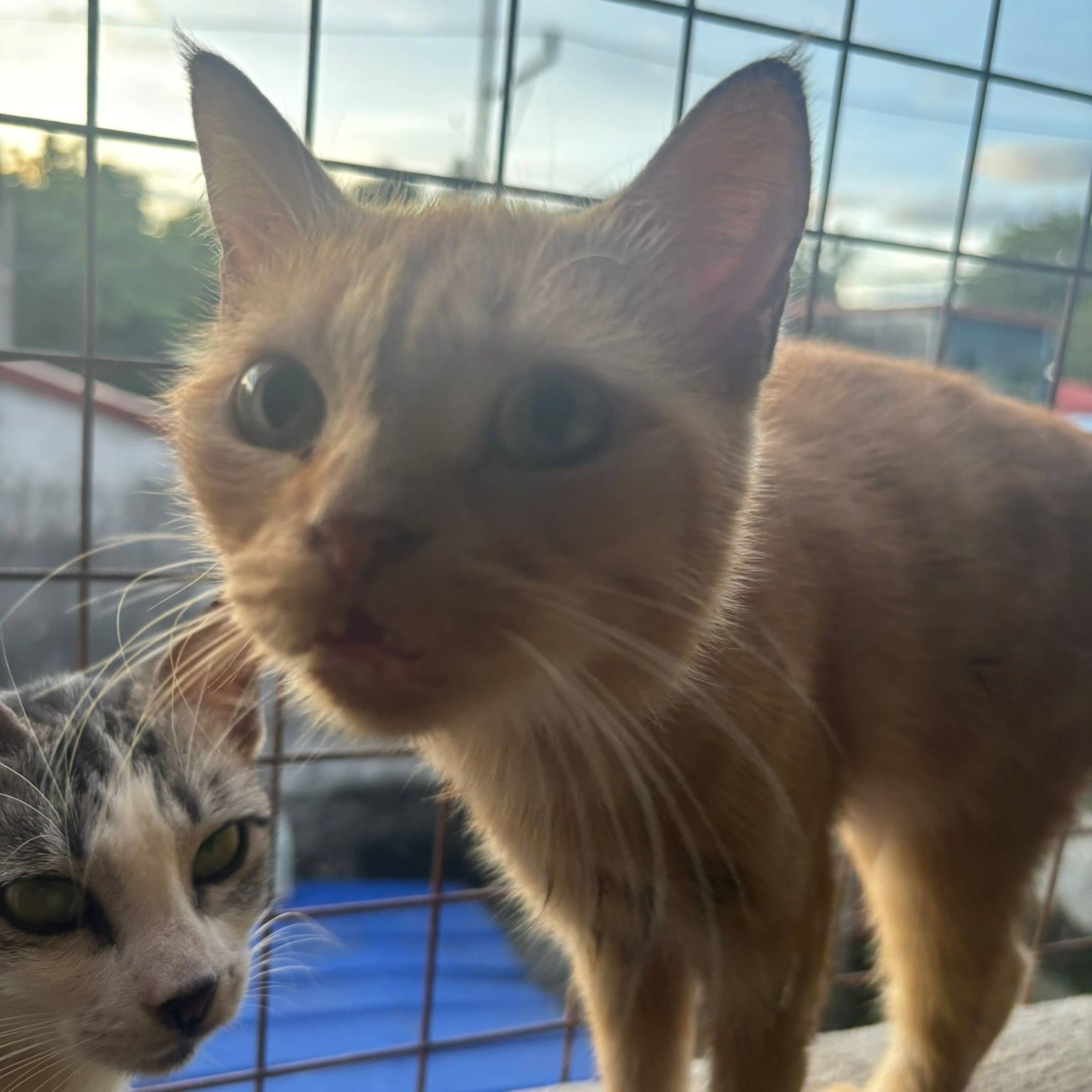 Ernie test podcast - episode