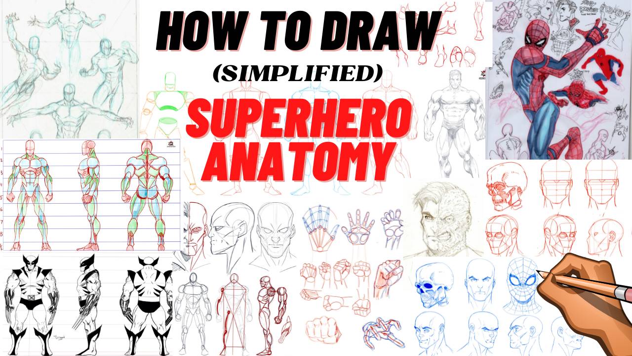 Simplified Superhero Anatomy