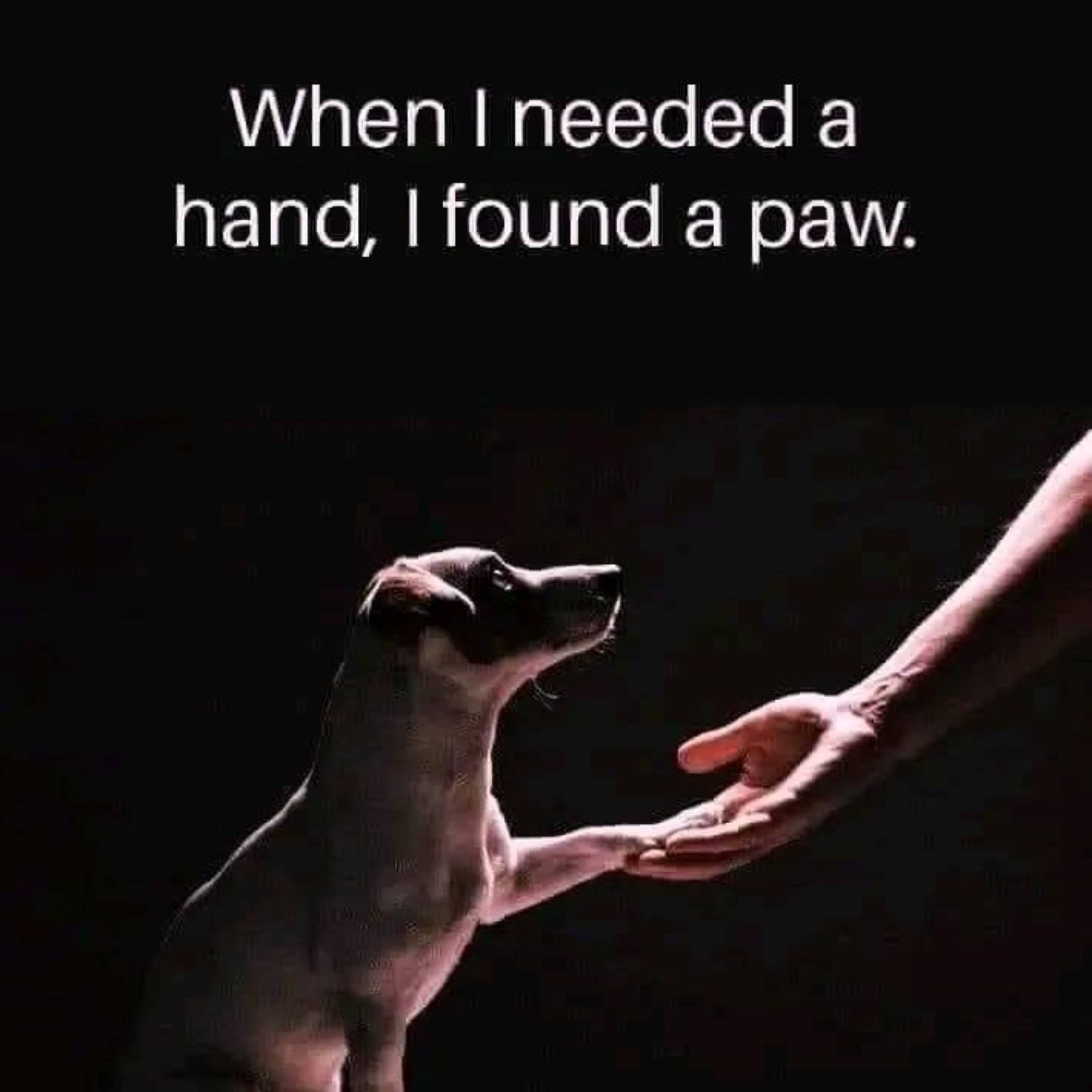 MI and coaching with horses