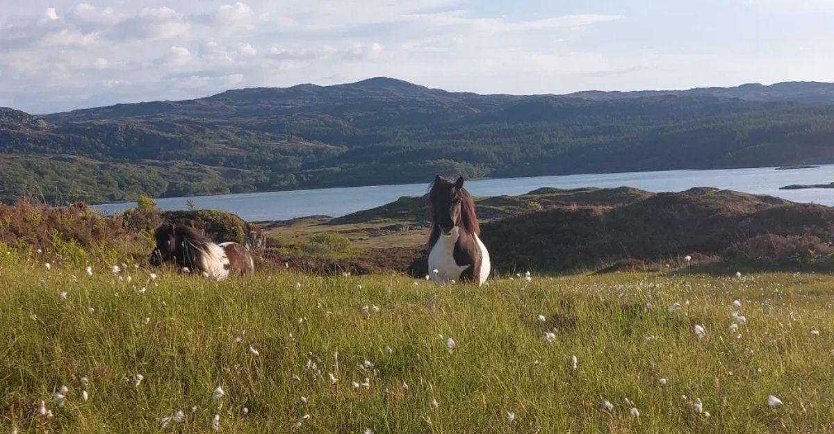 Shetland ponies in the Scottish Highlands