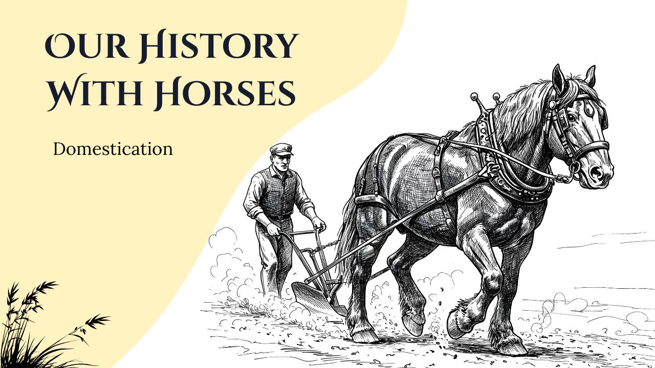 Our History With Horses