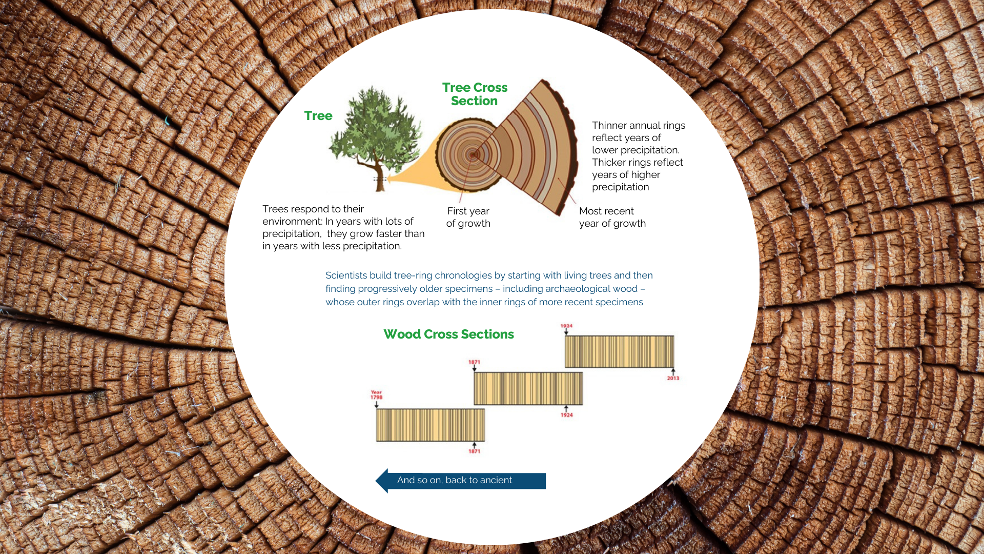 Tree Timeline Assessment