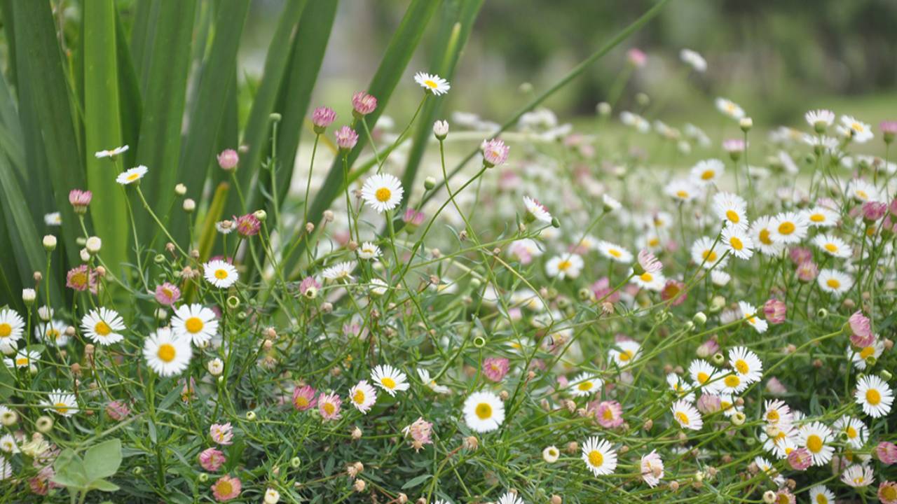 Cantero con flores blancas, amarillas y rosadas entre distintas especies de plantas.