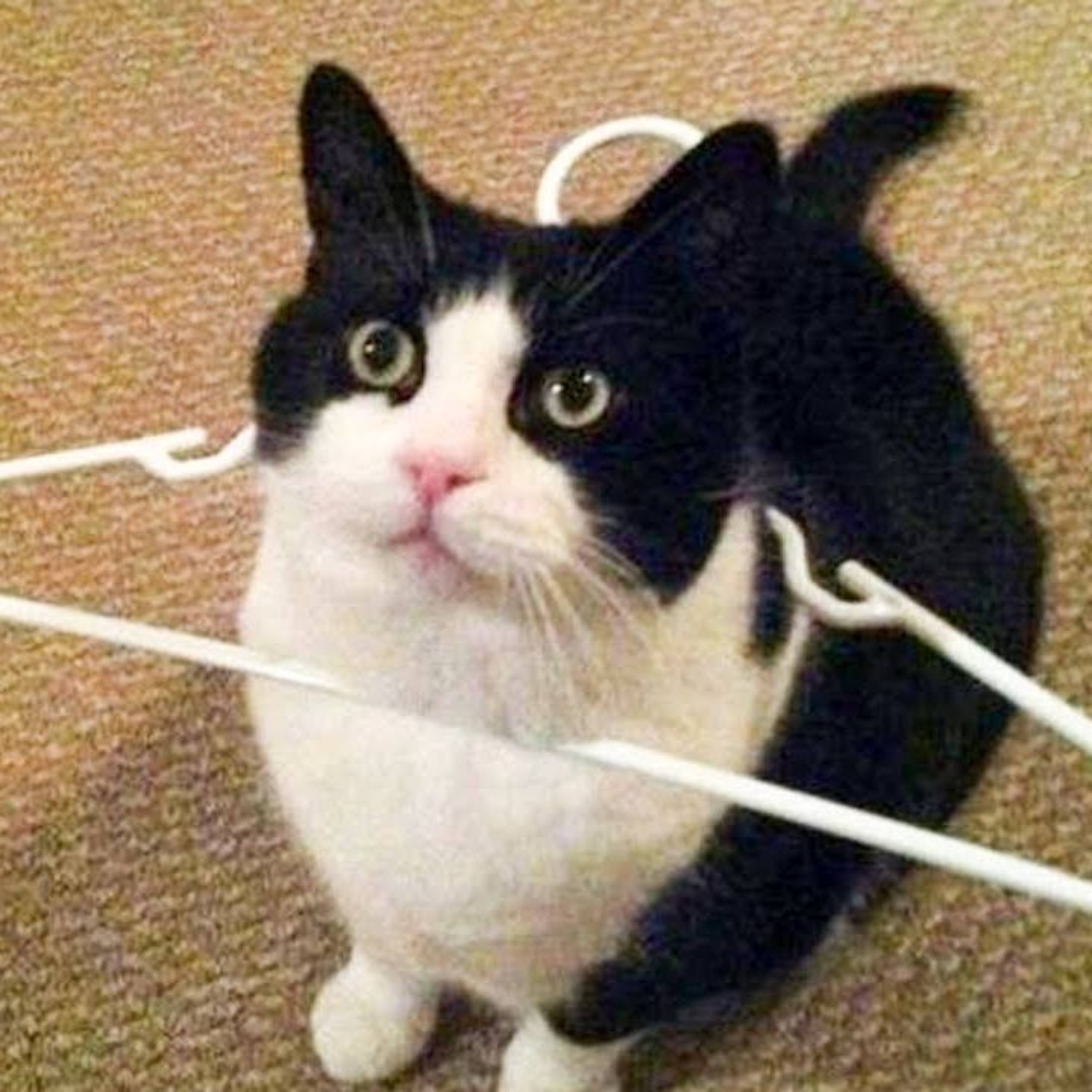 The Cat Talk