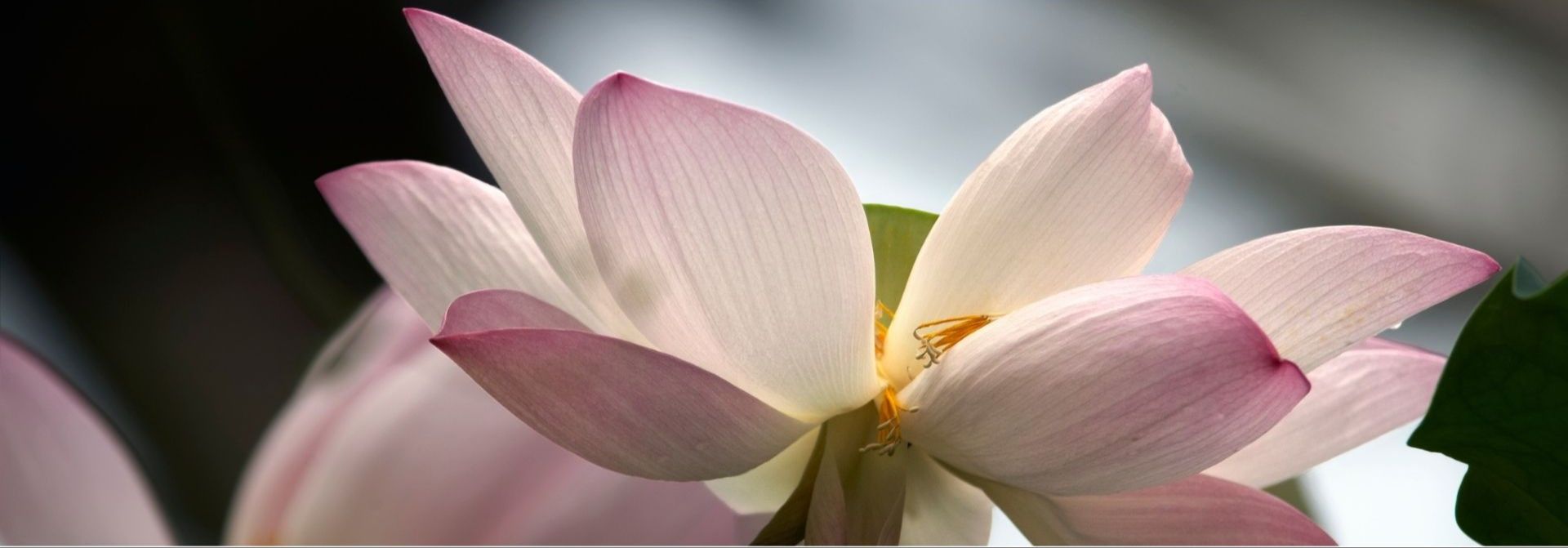 A CALL FROM PONDICHERRY SANYAL DA