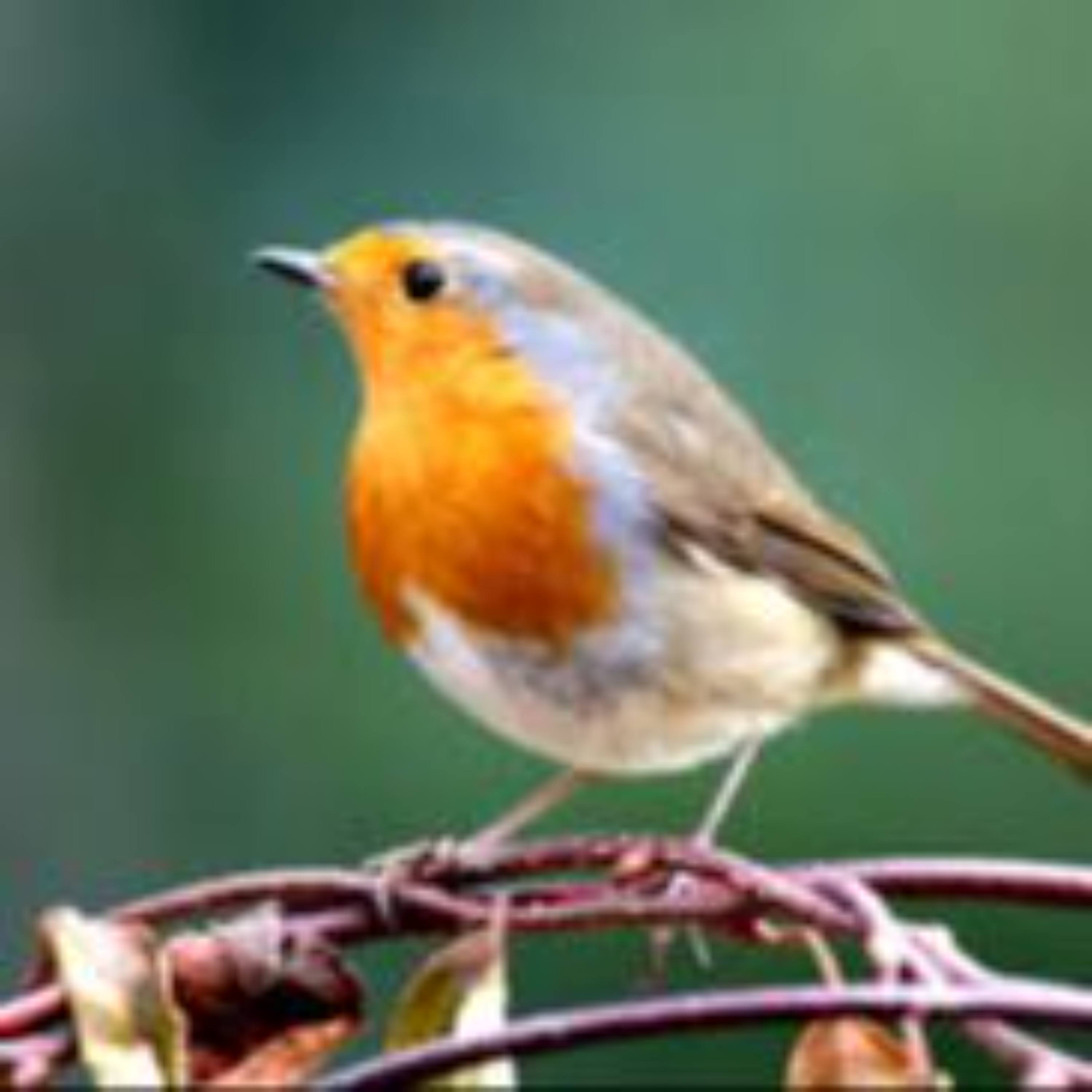 History of Small Birds