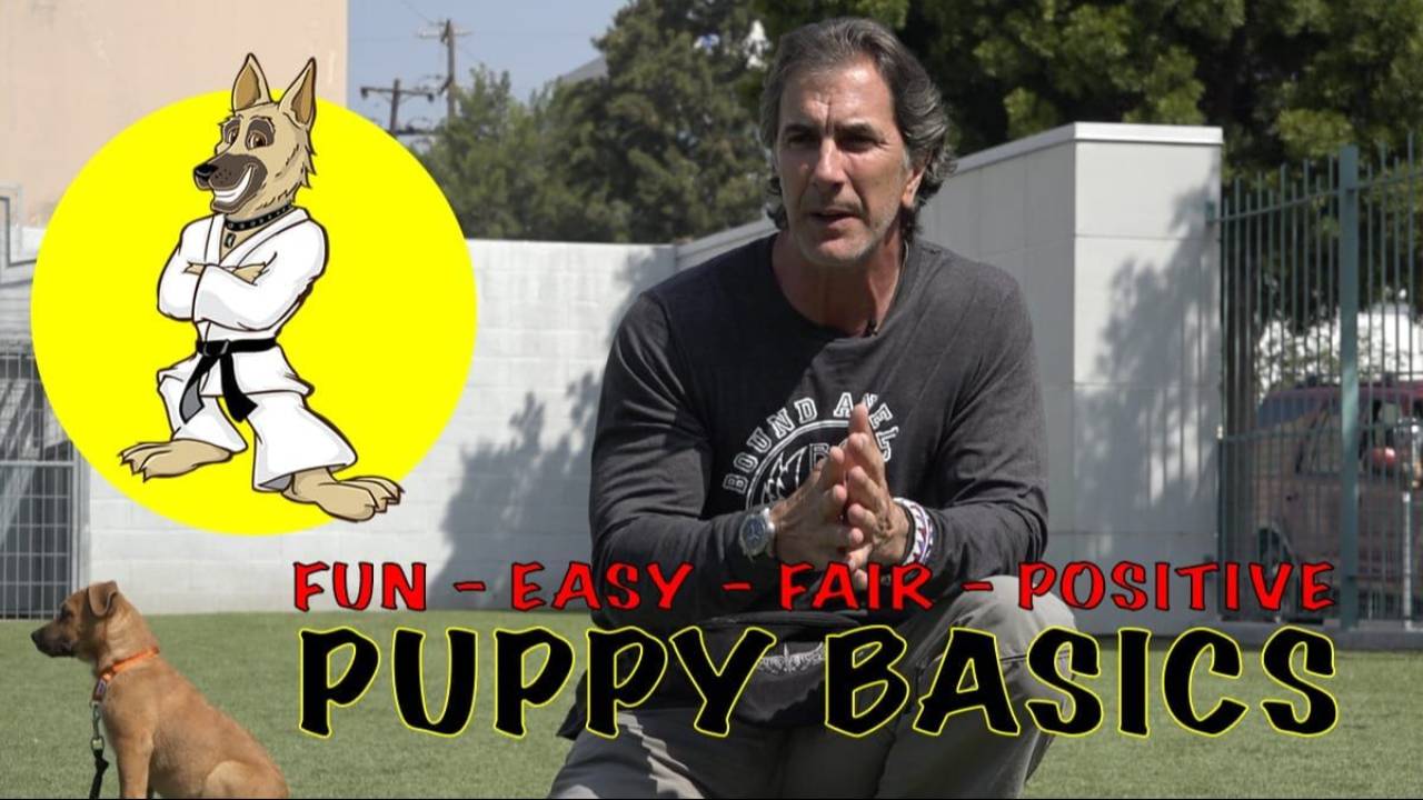 Puppy Basics with a Shelter Puppy