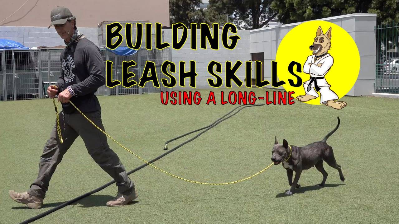 Building Leash Skills